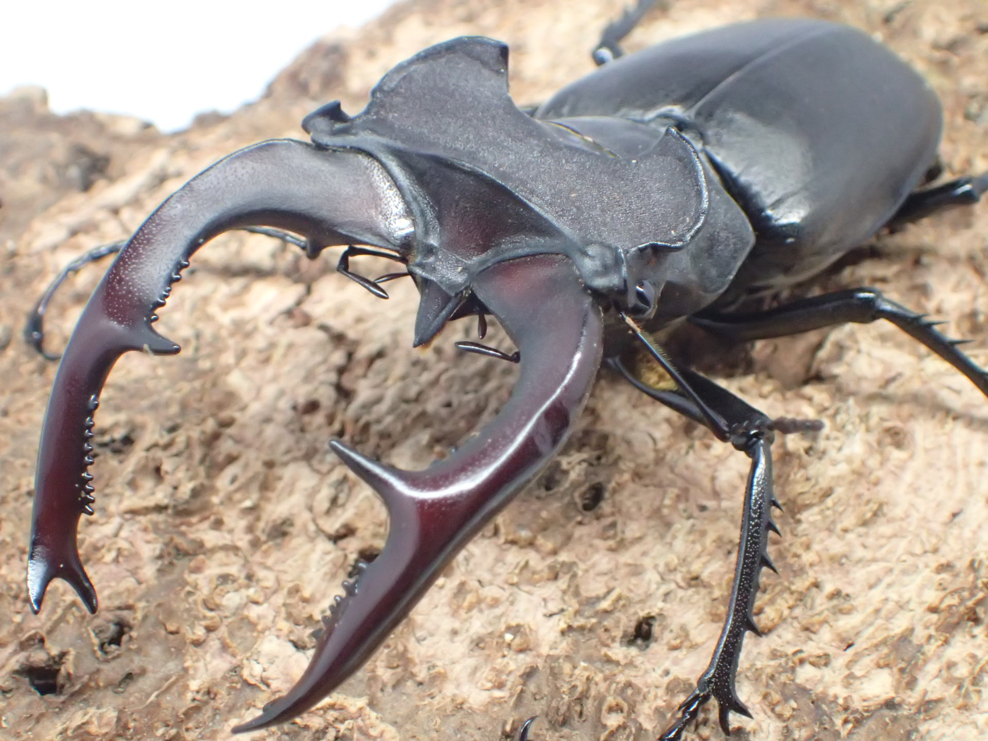 ユダイクスミヤマクワガタ　ペア