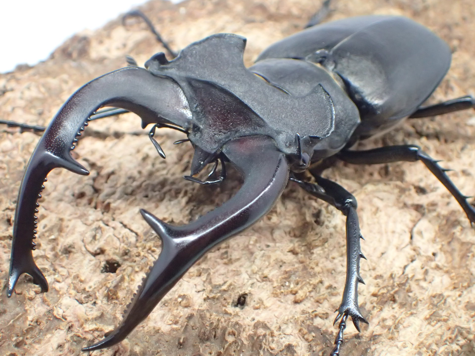 ユダイクスミヤマクワガタ　ペア