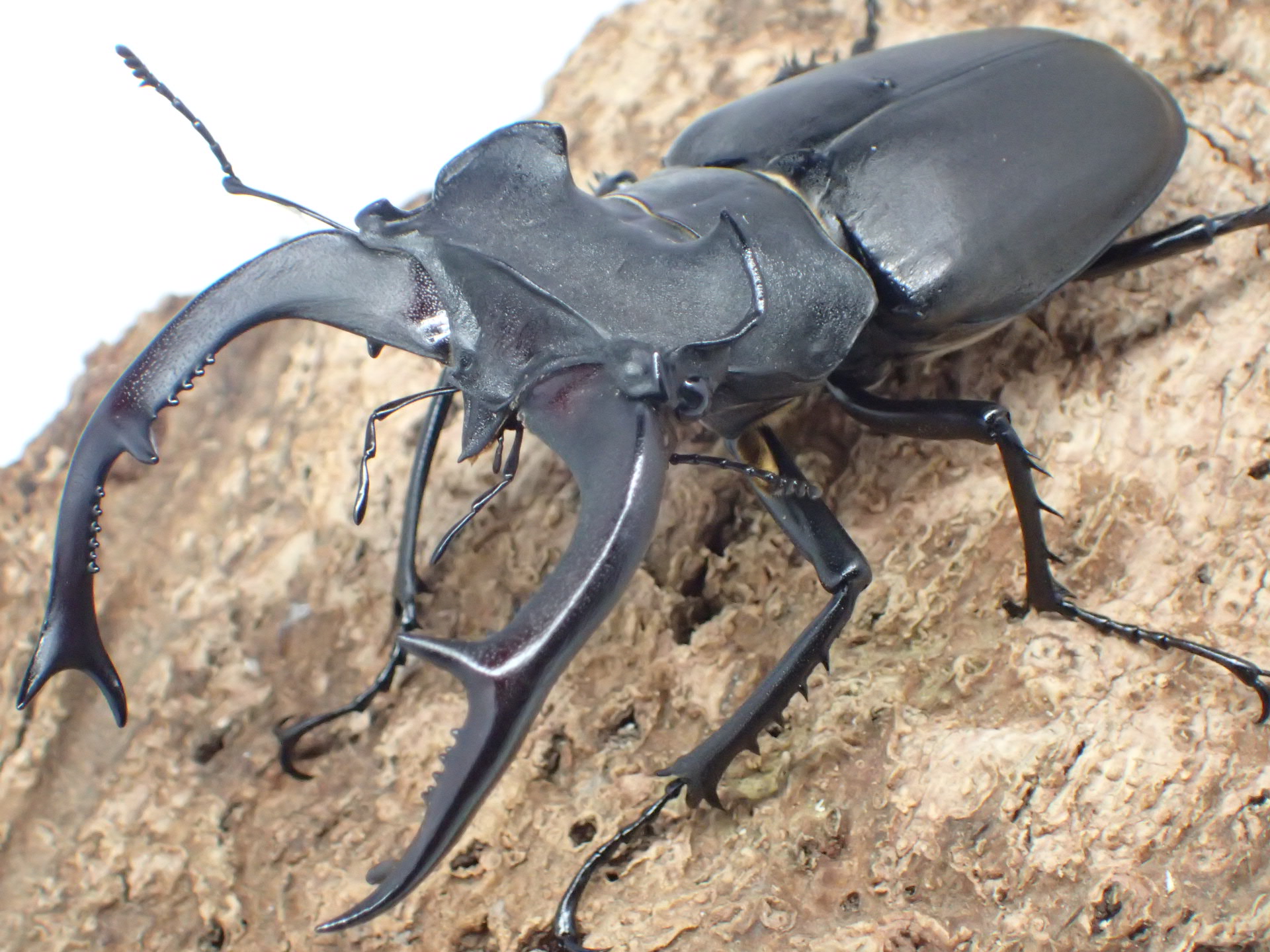 ユダイクスミヤマクワガタ　ペア