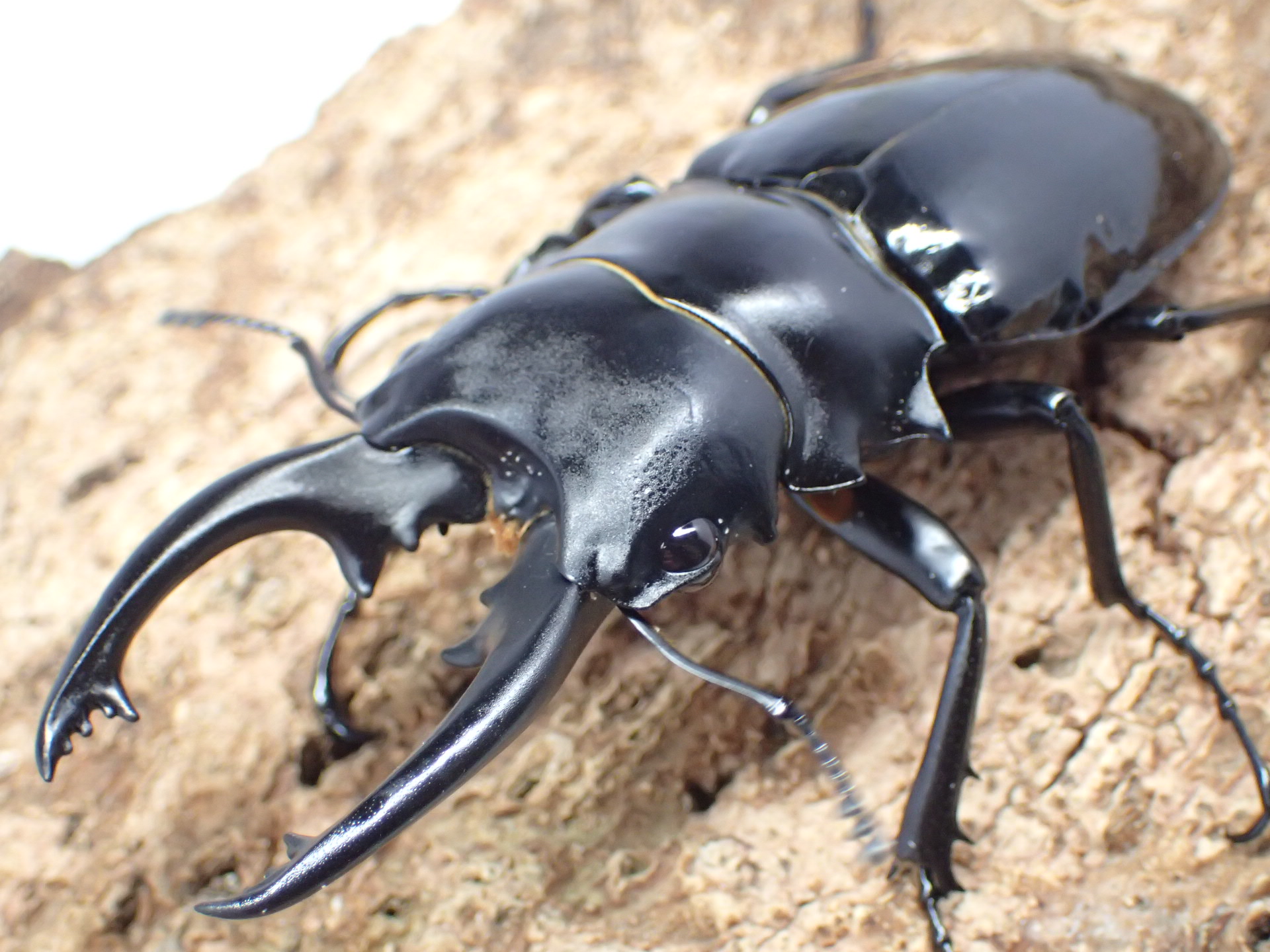 【WD】インターメディアツヤクワガタ　ペア