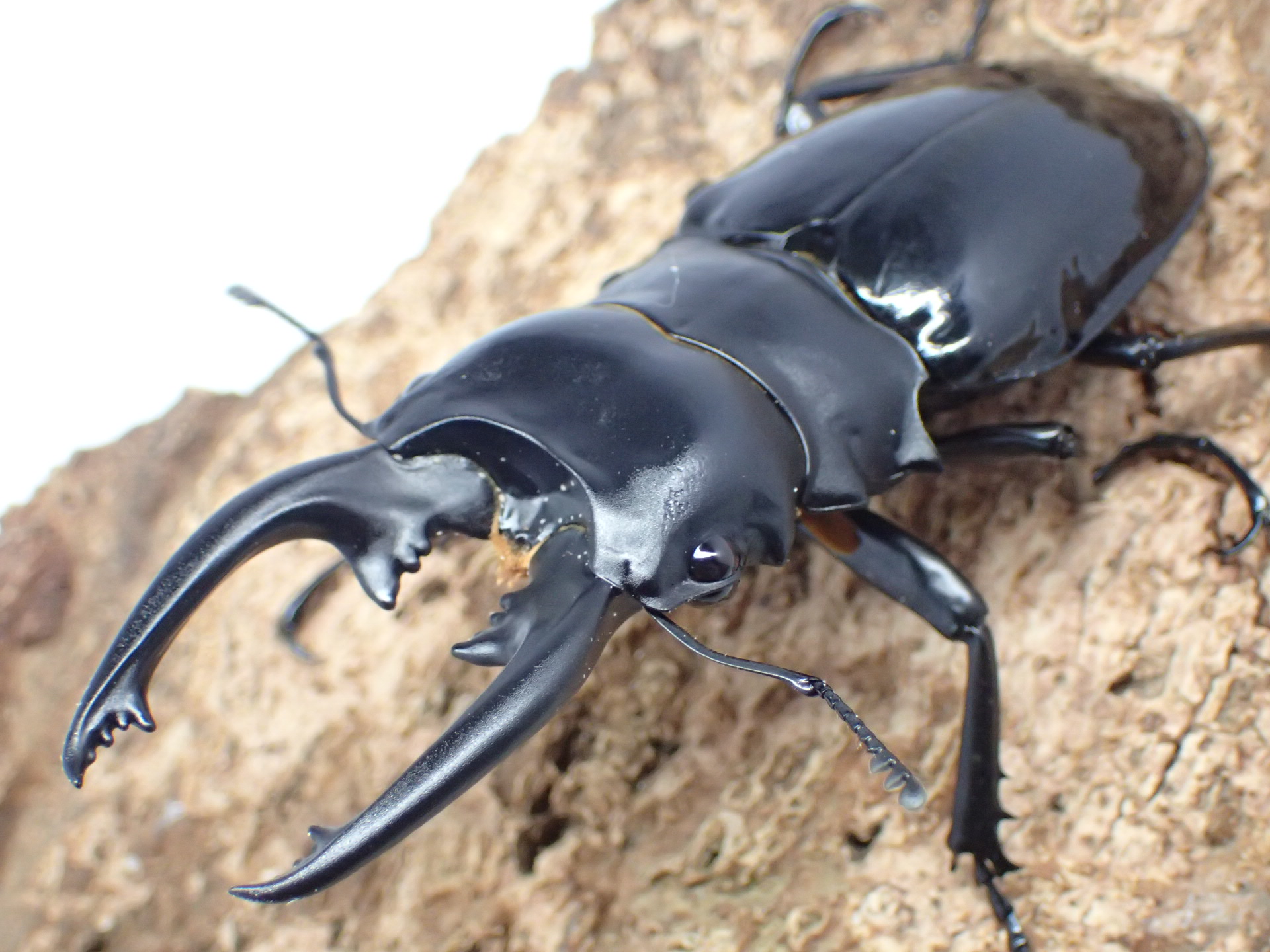 【WD】インターメディアツヤクワガタ　ペア