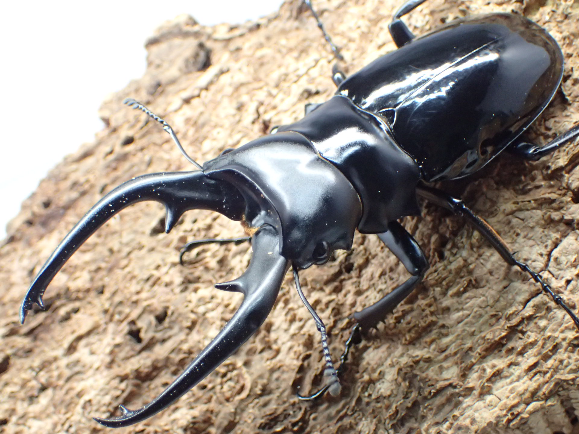 【WD】インターメディアツヤクワガタ　ペア