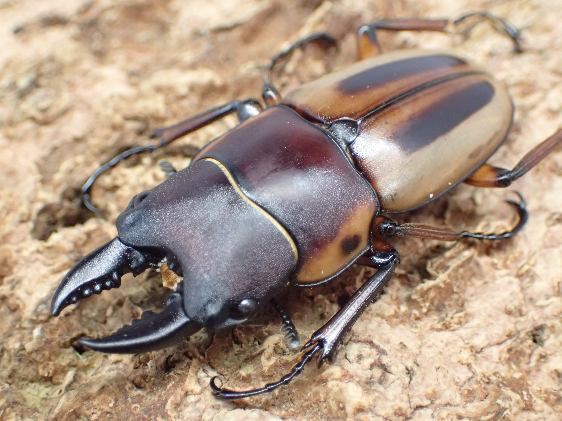 【WD】ラテラリスノコギリクワガタ(myleenae)　ペア