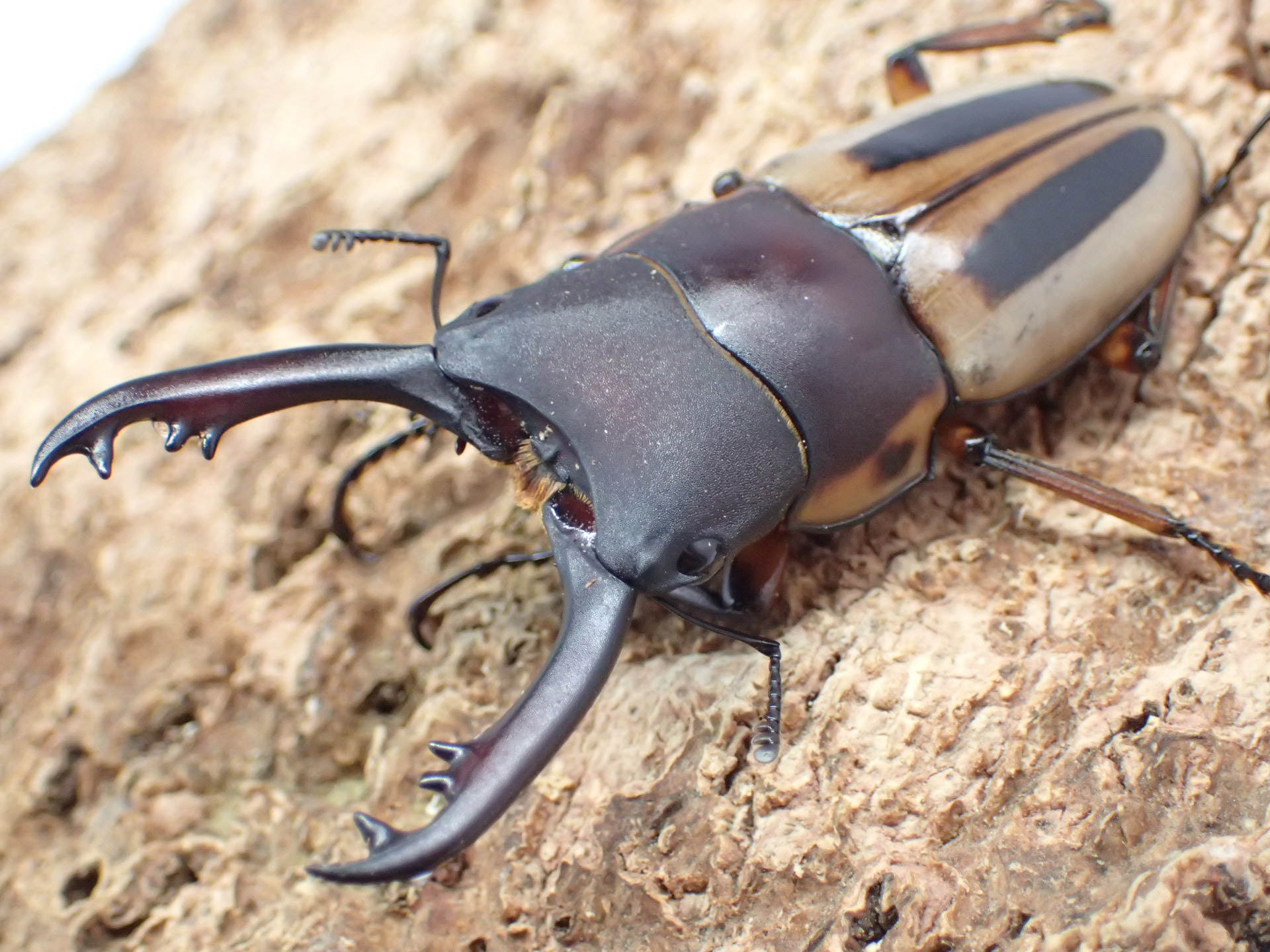 【WD】ラテラリスノコギリクワガタ(myleenae)　ペア