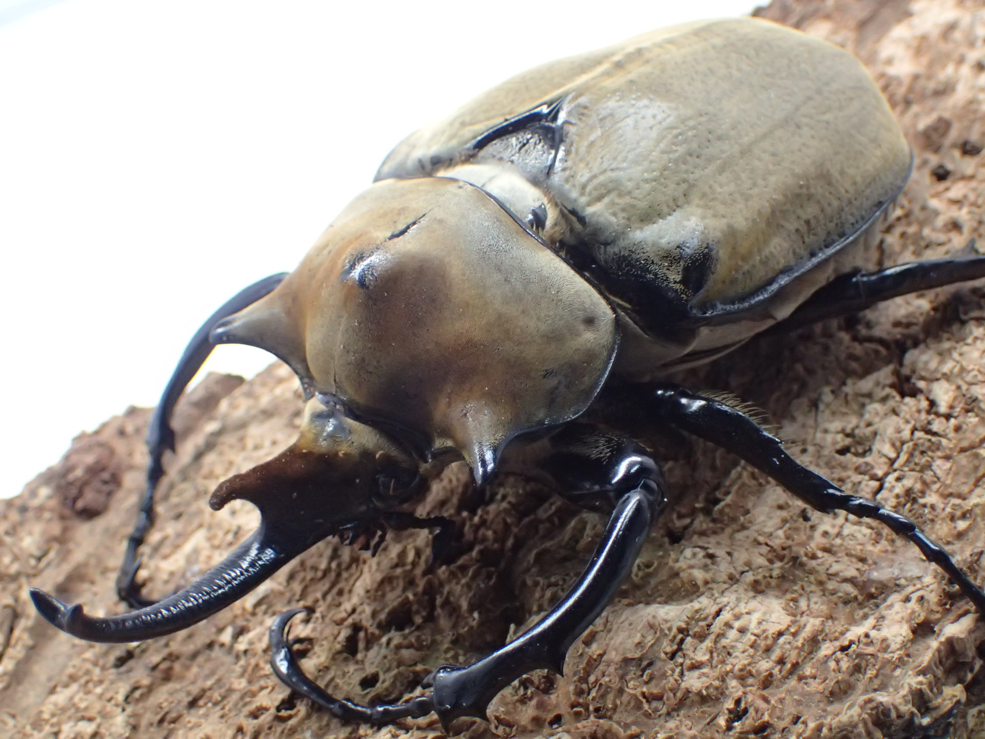 エレファスゾウカブト　ペア