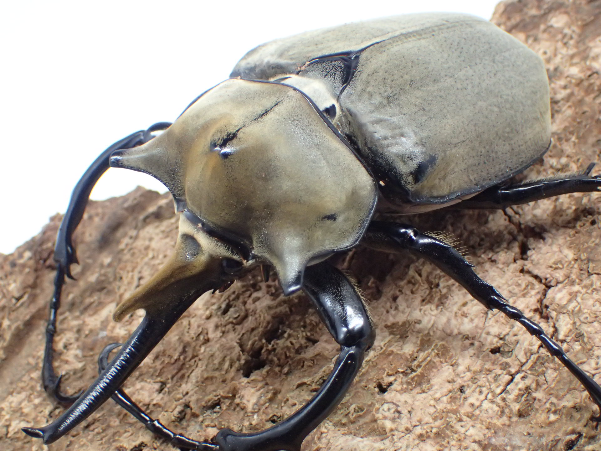 エレファスゾウカブト　ペア