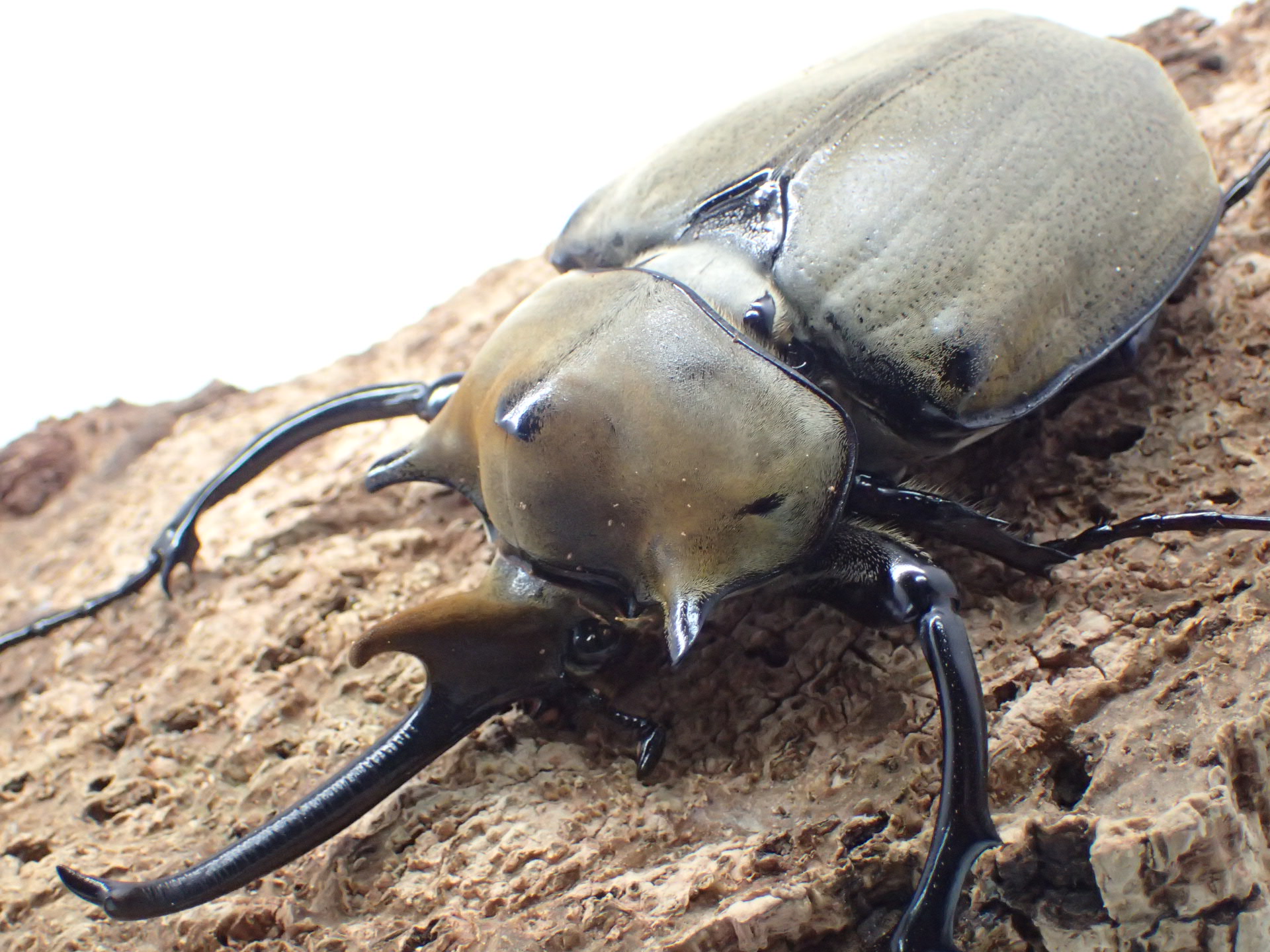 エレファスゾウカブト　ペア