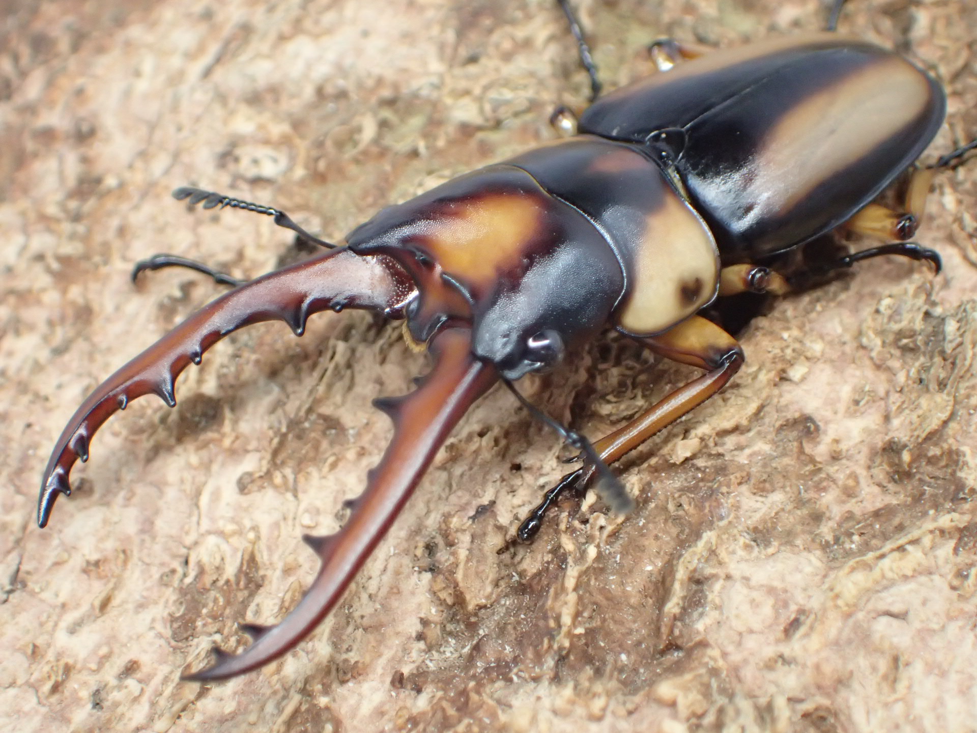 サバゲノコギリクワガタ幼虫　3頭セット