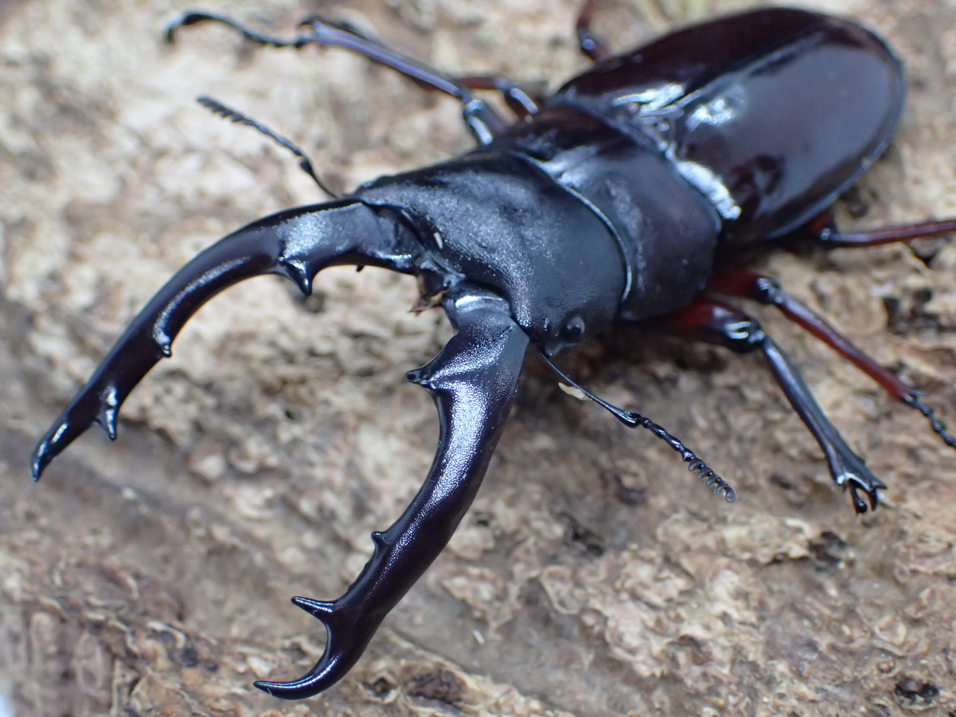 ボーリンフタマタクワガタ(バミノルム)幼虫