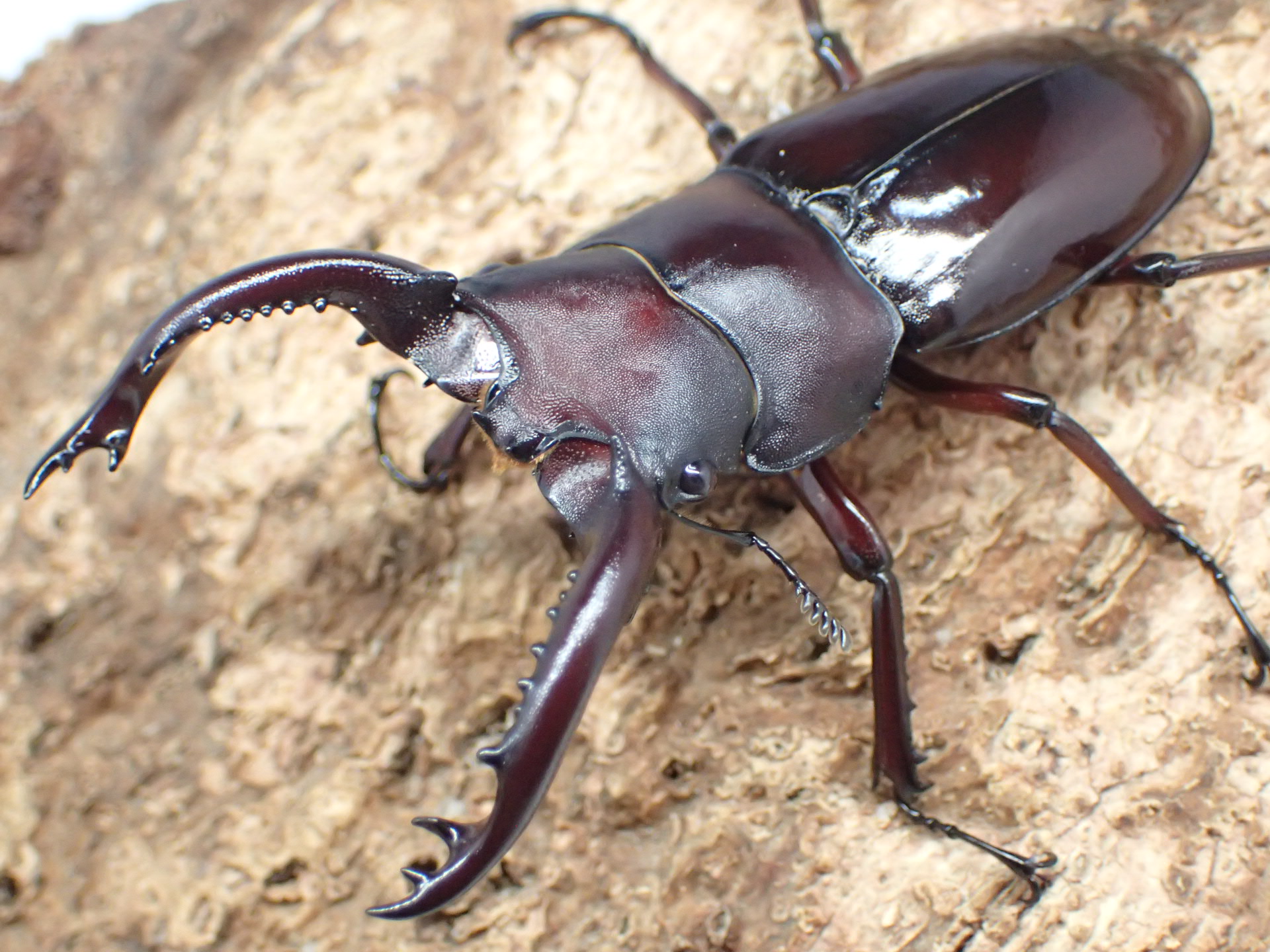フォルスターフタマタクワガタ(原名亜種)幼虫　3頭セット