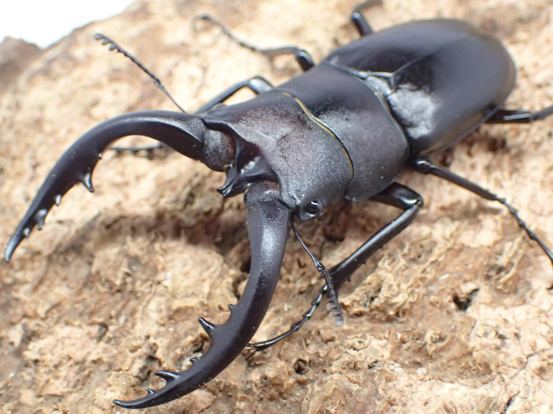 【WF1】アマミノコギリクワガタ幼虫　3頭セット