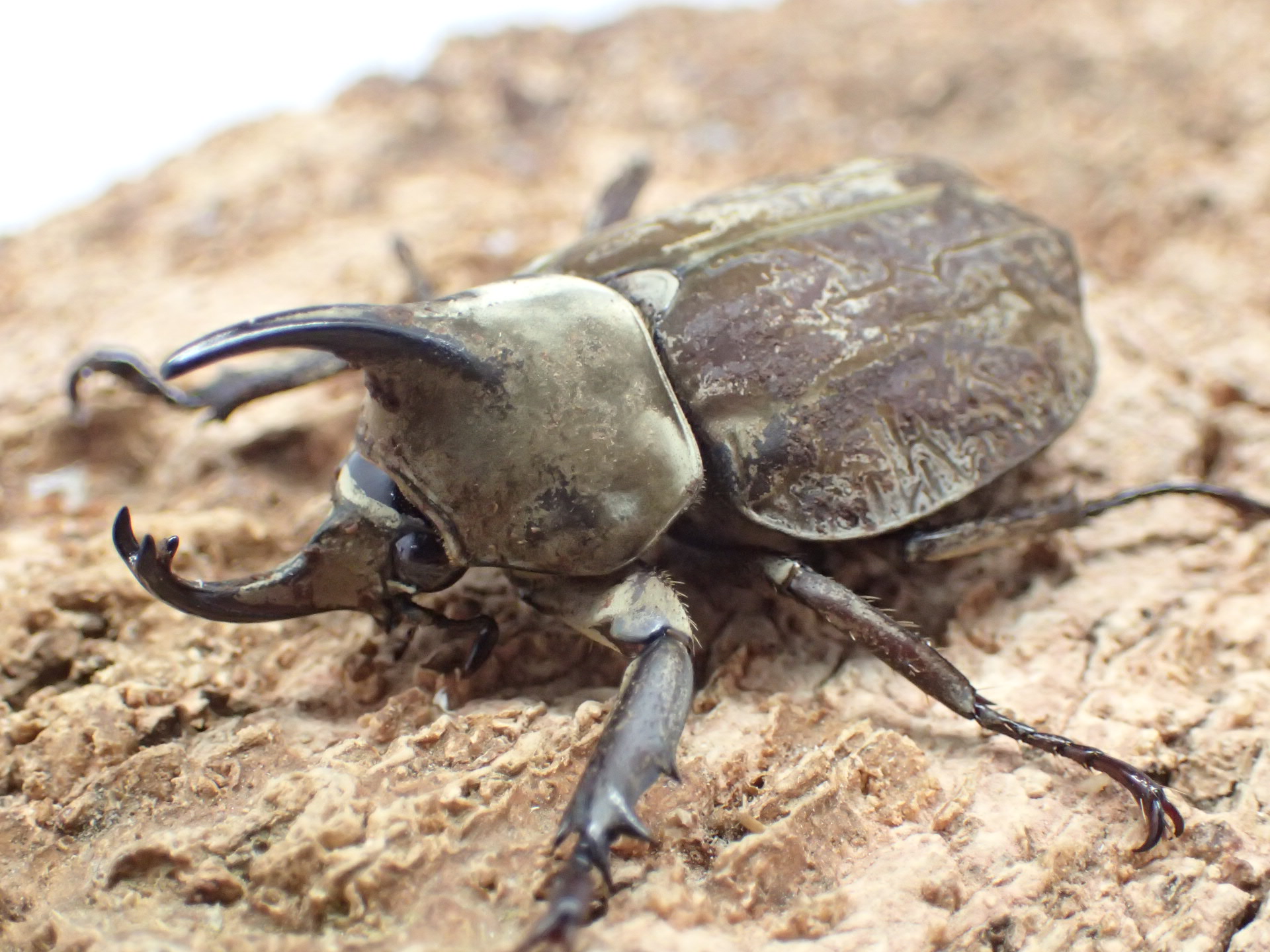 グランディスビロードヒナカブト(グランディスコフキカブト)(メス単品)