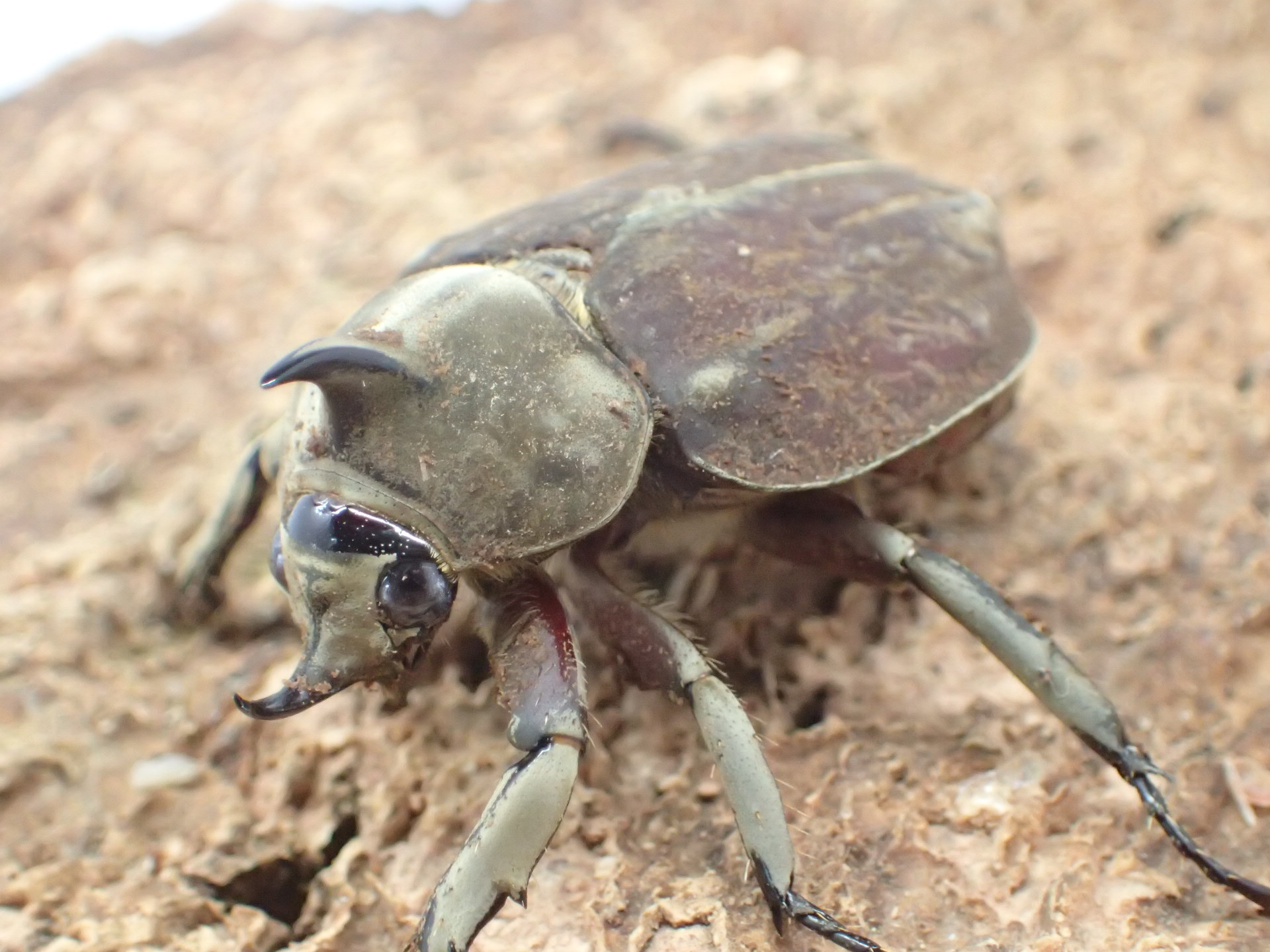 グランディスビロードヒナカブト(グランディスコフキカブト)(1♂2♀トリオ)