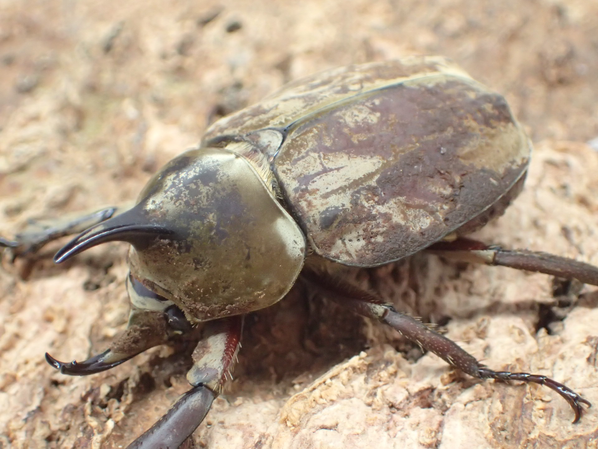 グランディスビロードヒナカブト(グランディスコフキカブト)(1♂2♀トリオ)