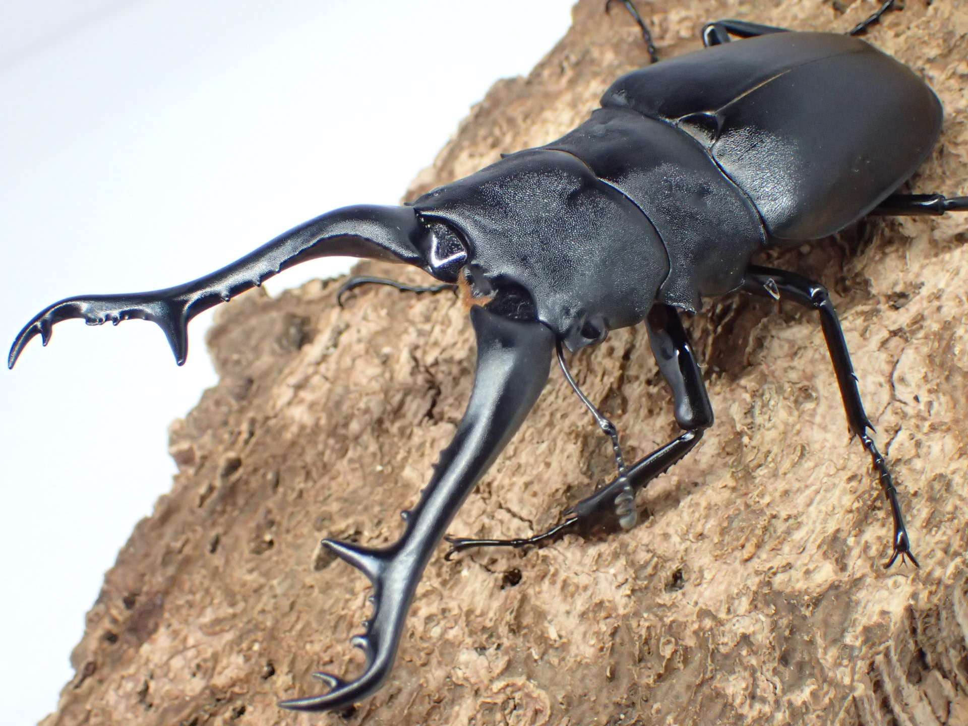 ギラファノコギリクワガタ(ケイスケ)幼虫　3令ペア