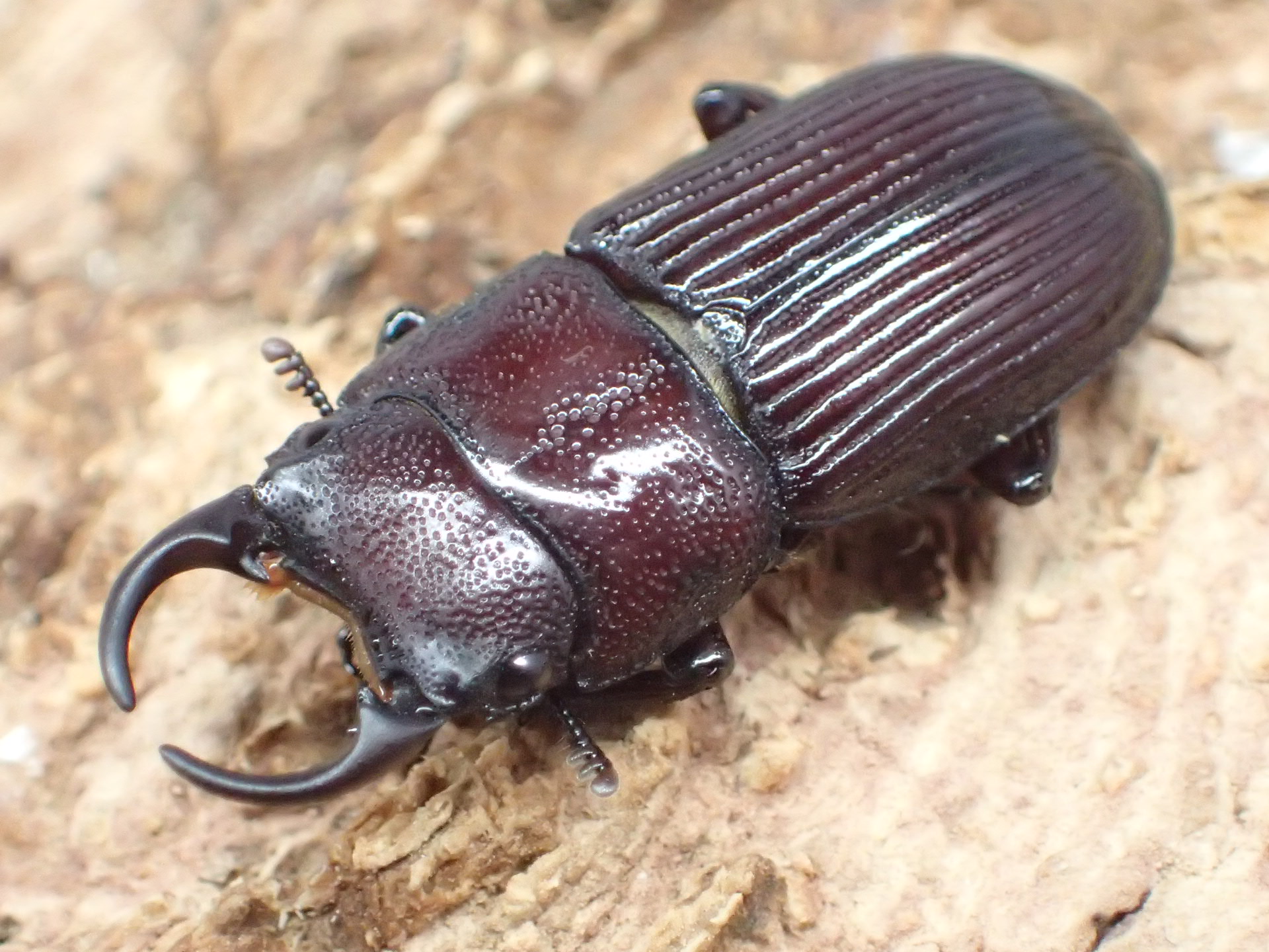 【WF1】オキノエラブネブトクワガタ幼虫　３頭セット