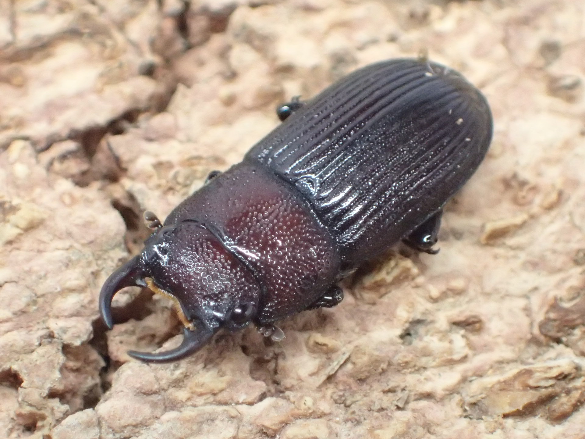 【WF1】オキノエラブネブトクワガタ　(1♂2♀トリオ)