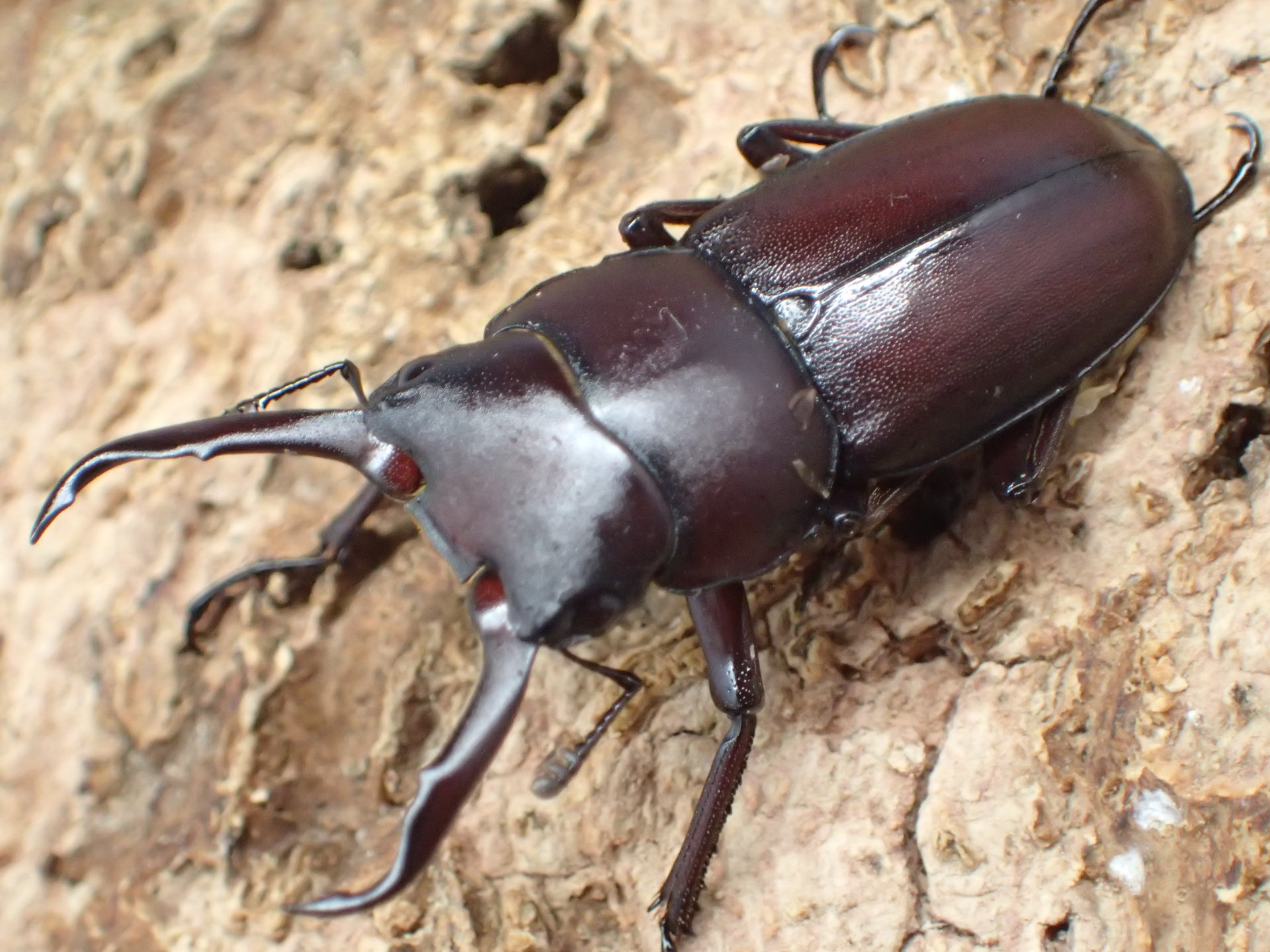 【WF1】ハチジョウコクワガタ　ペア