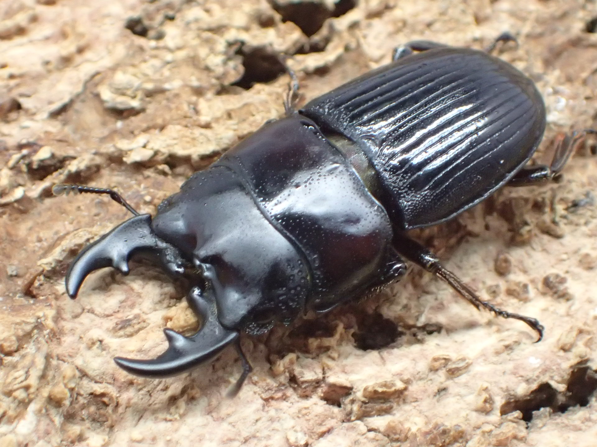 【WF1】フィリピンネブトクワガタ原名亜種　ペア