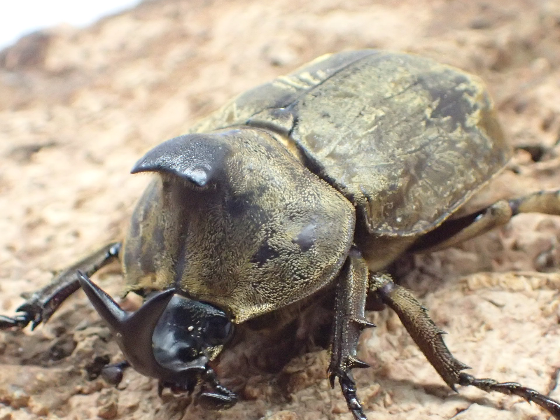 サビイロカブト(原名亜種)　ペア