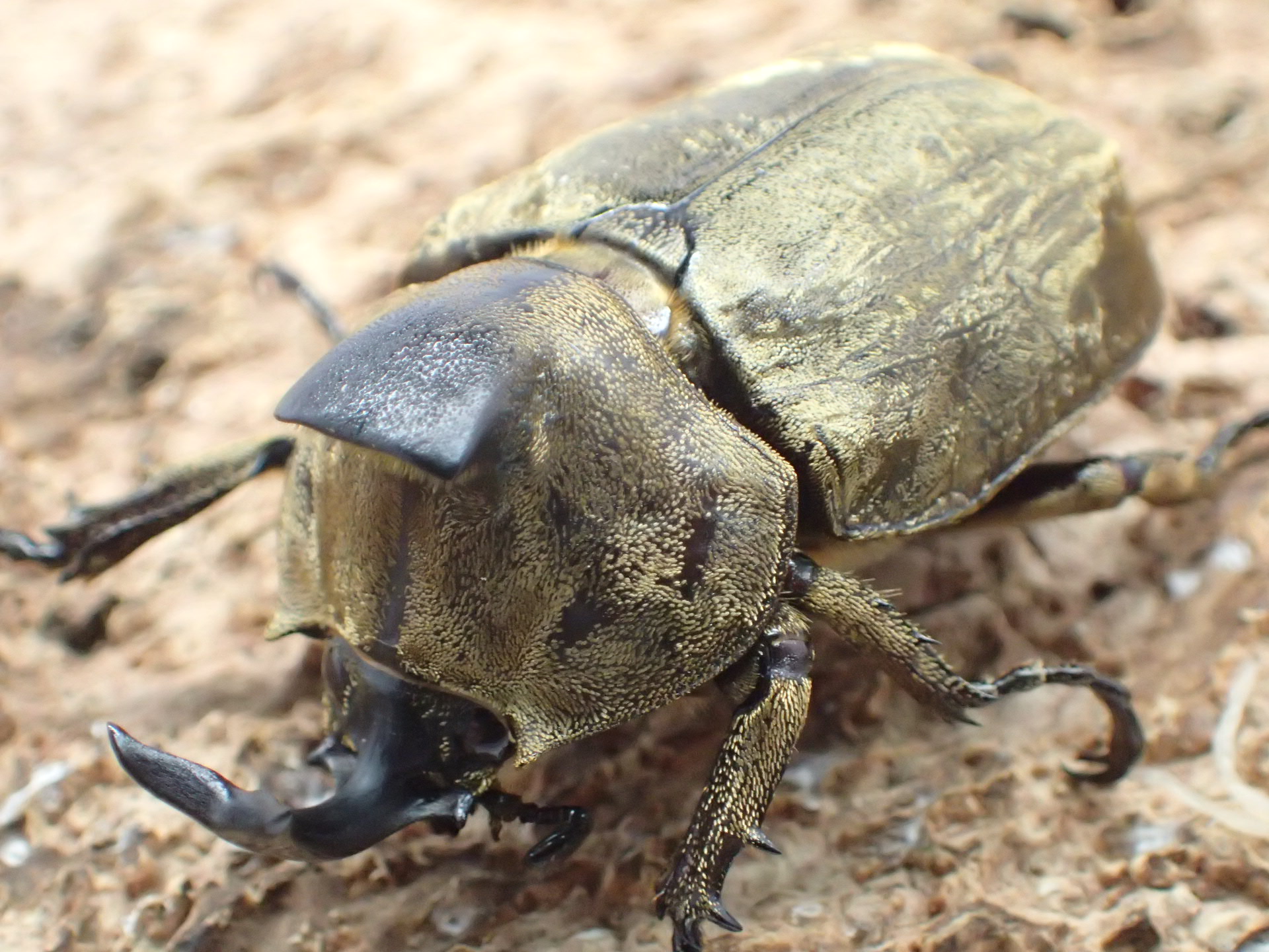 サビイロカブト(原名亜種)　ペア