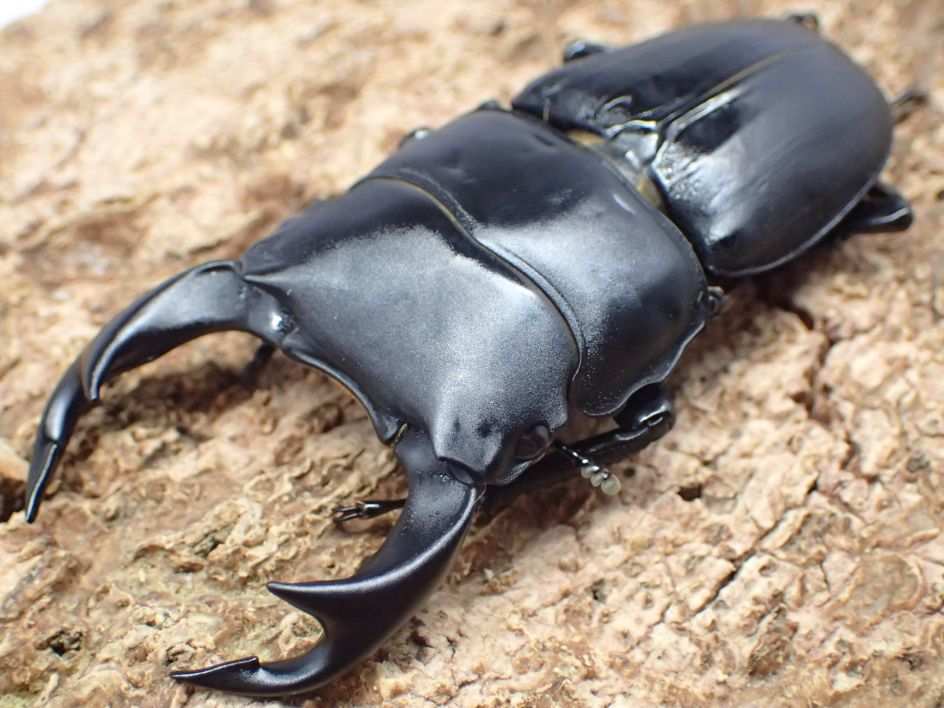 国産オオクワガタ　ペア