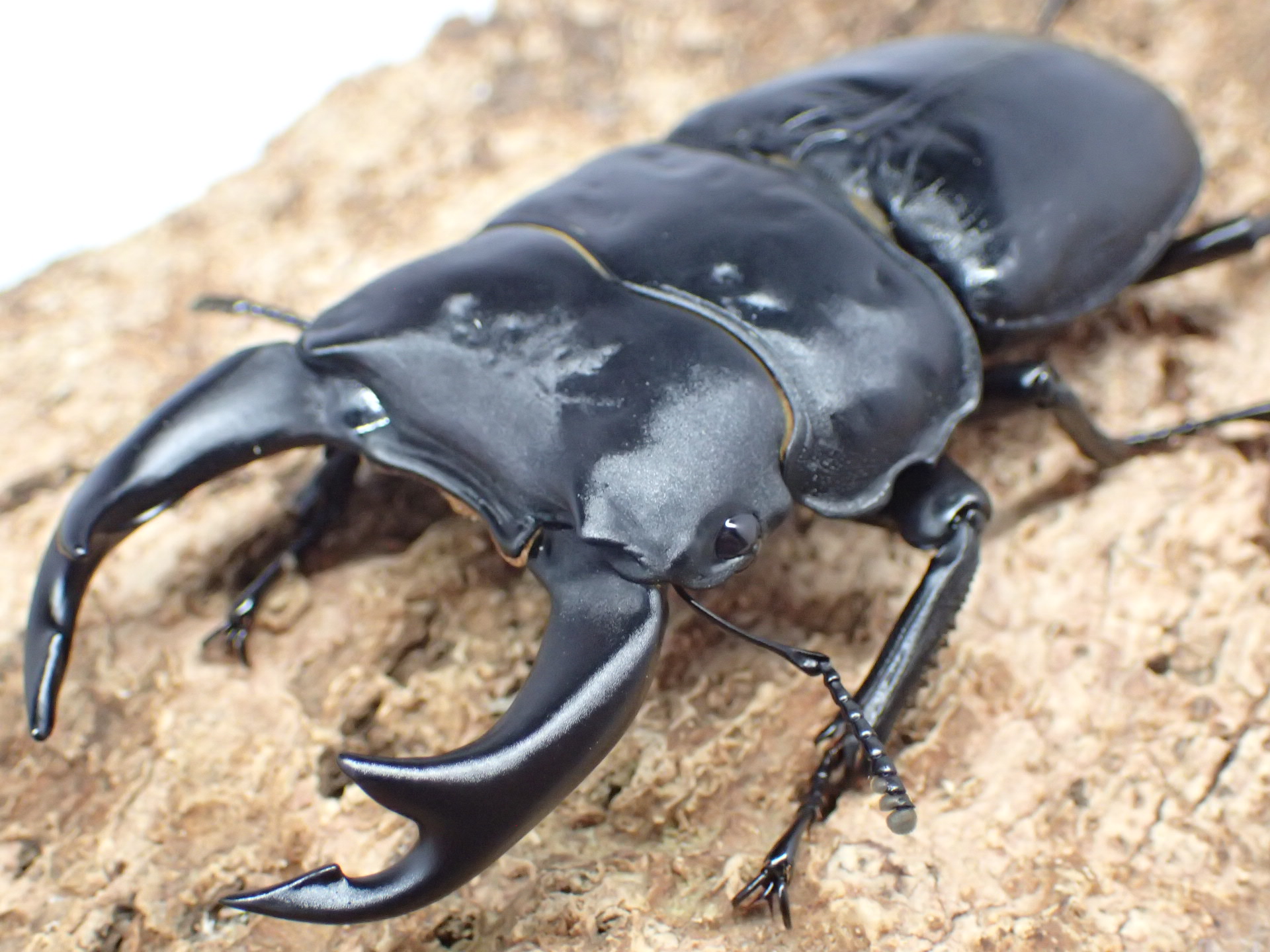 国産オオクワガタ　ペア