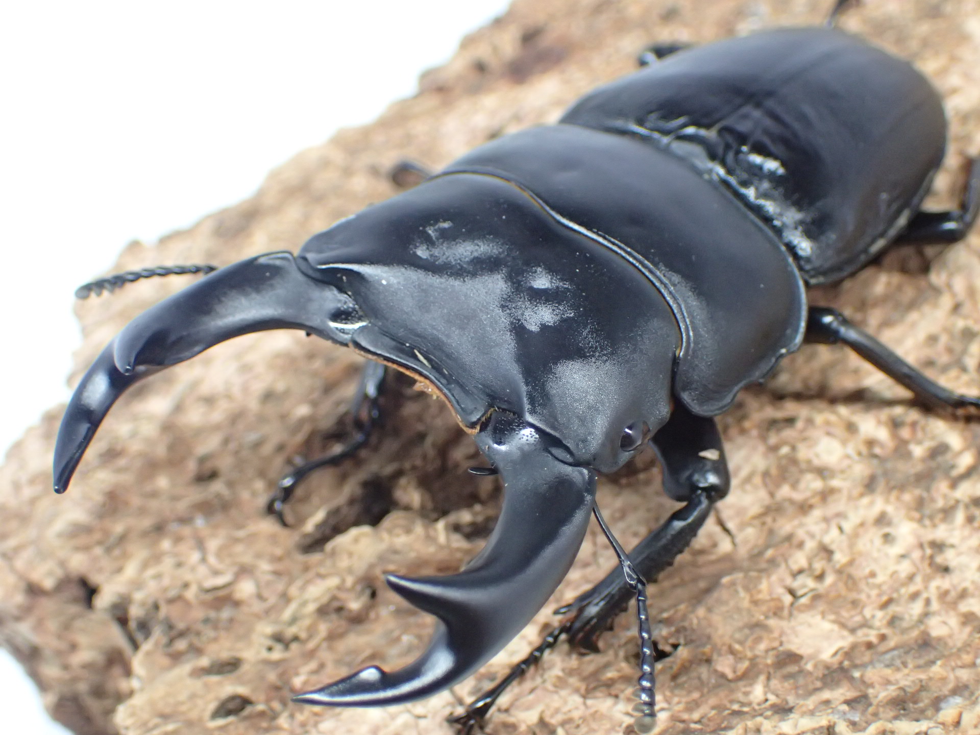 国産オオクワガタ　ペア