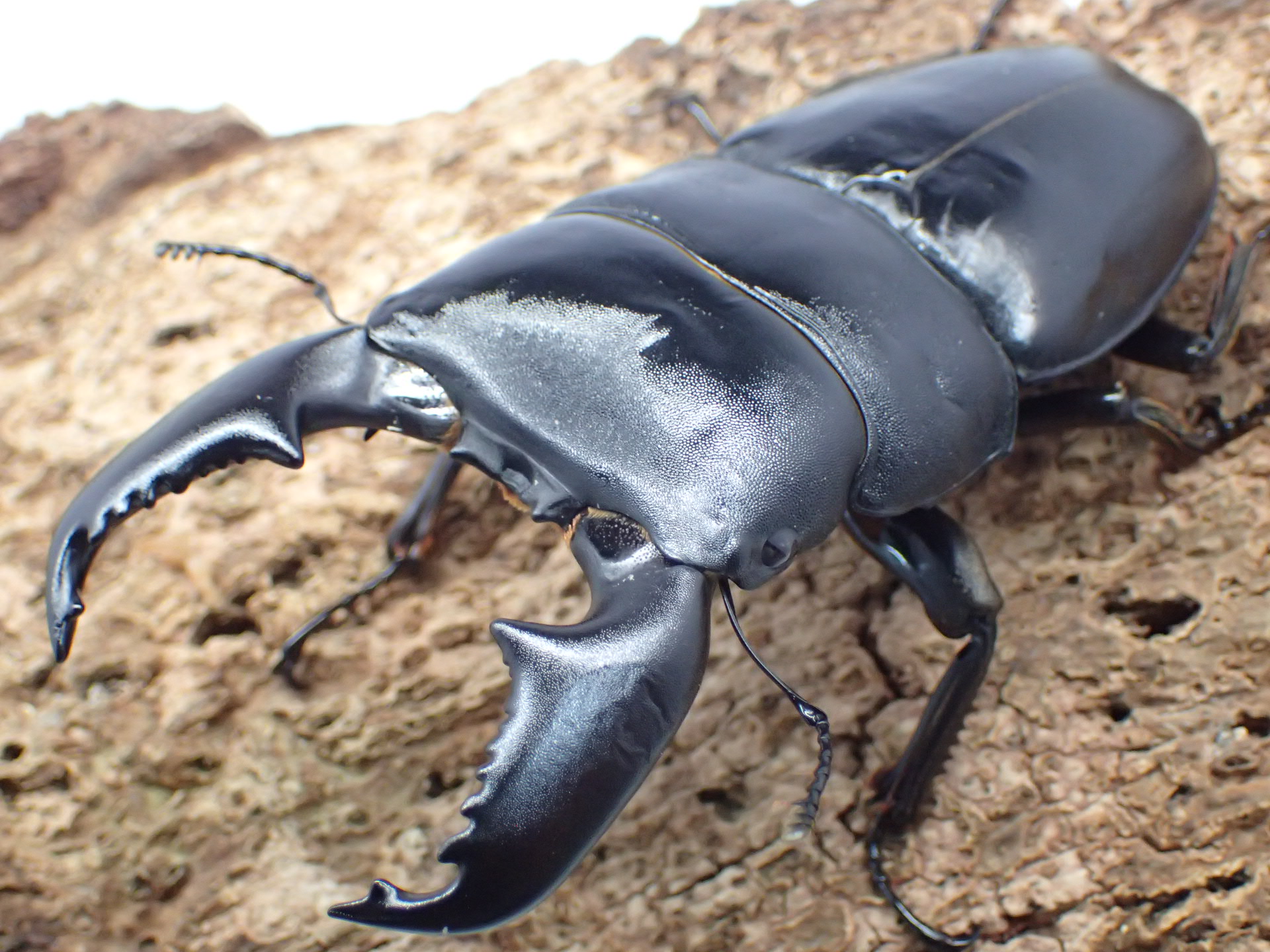 スマトラオオヒラタクワガタ　ペア