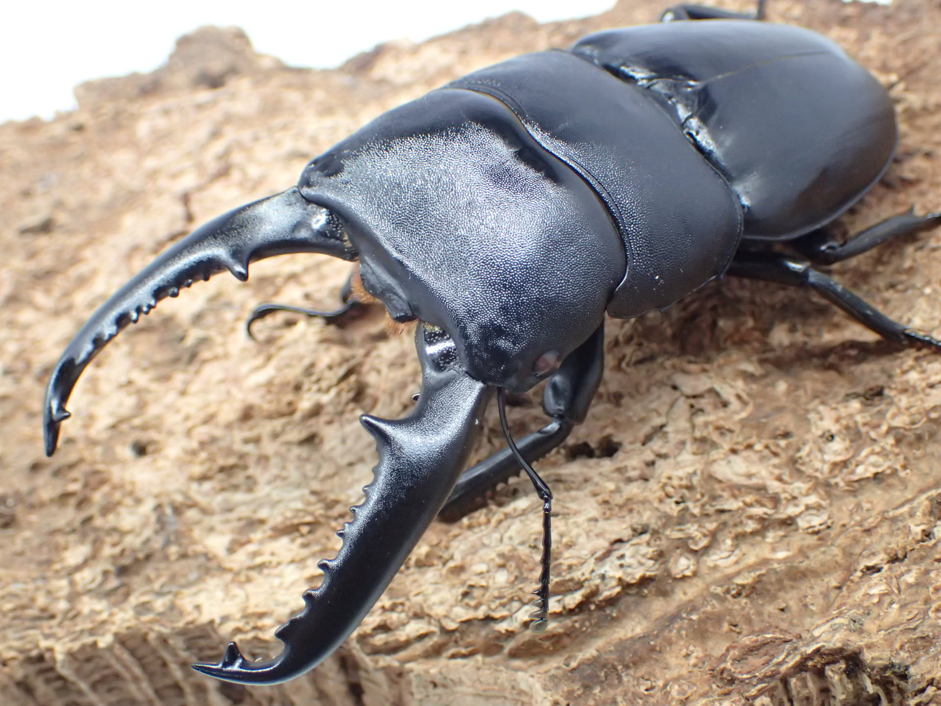 パラワンオオヒラタクワガタ　ペア