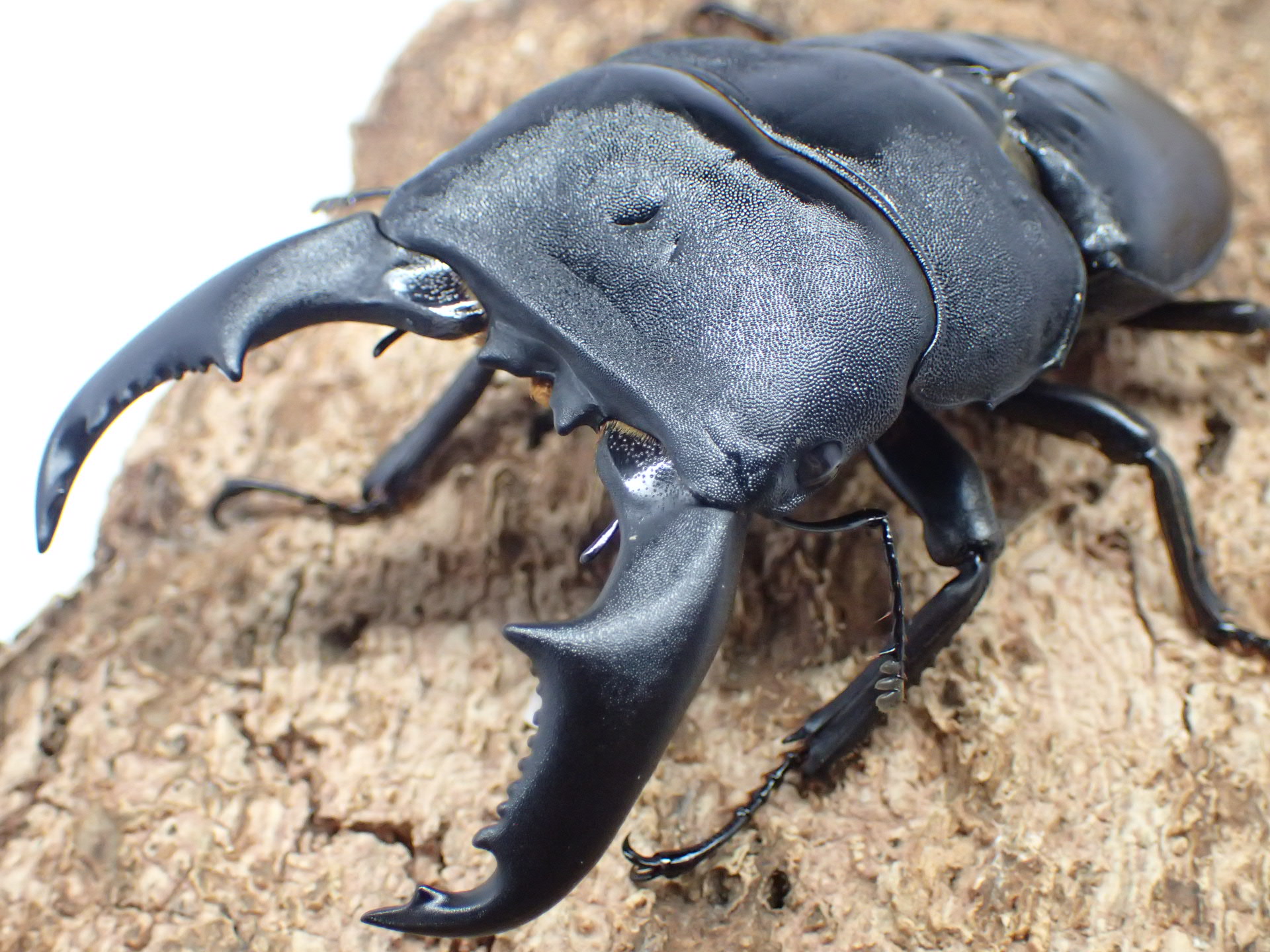 マリンドッケオオヒラタクワガタ(フィリピンヒラタクワガタ)　ペア