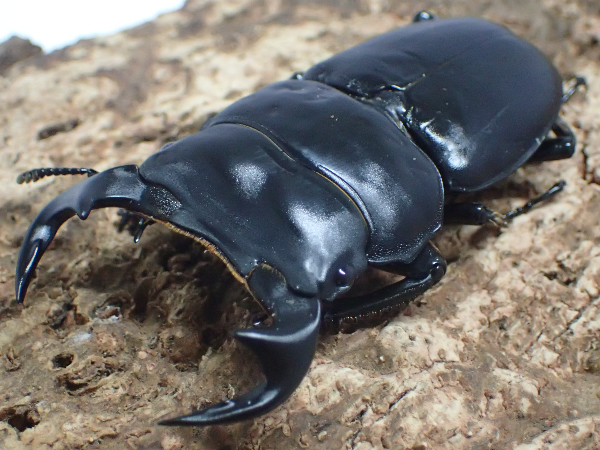 マレーアンタエウスオオクワガタ幼虫　3頭セット