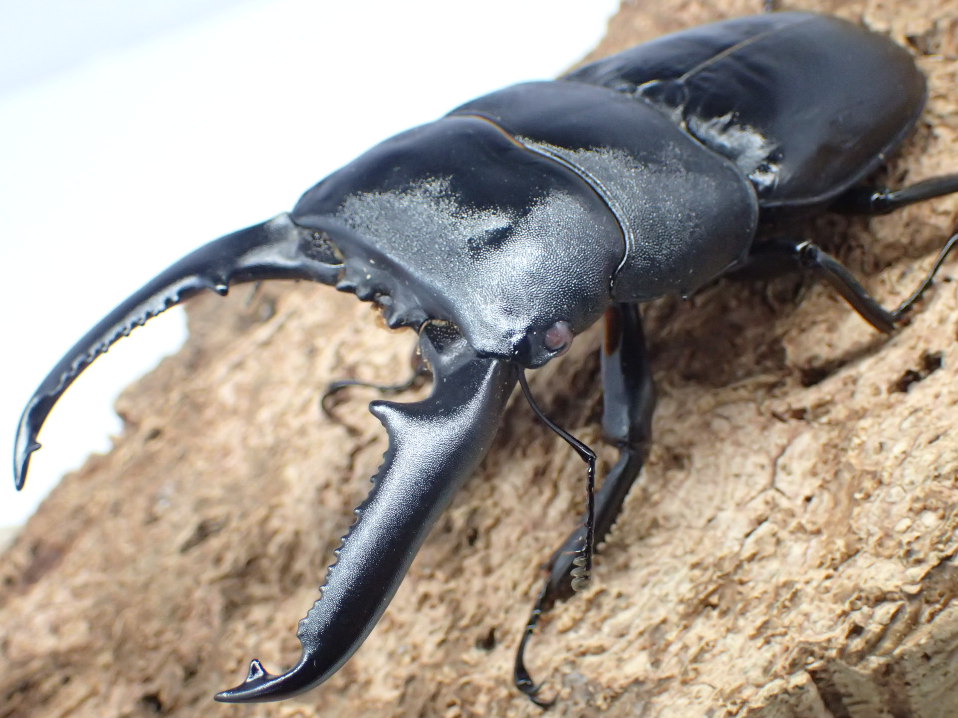 パラワンオオヒラタクワガタ(レッドアイ)　ペア