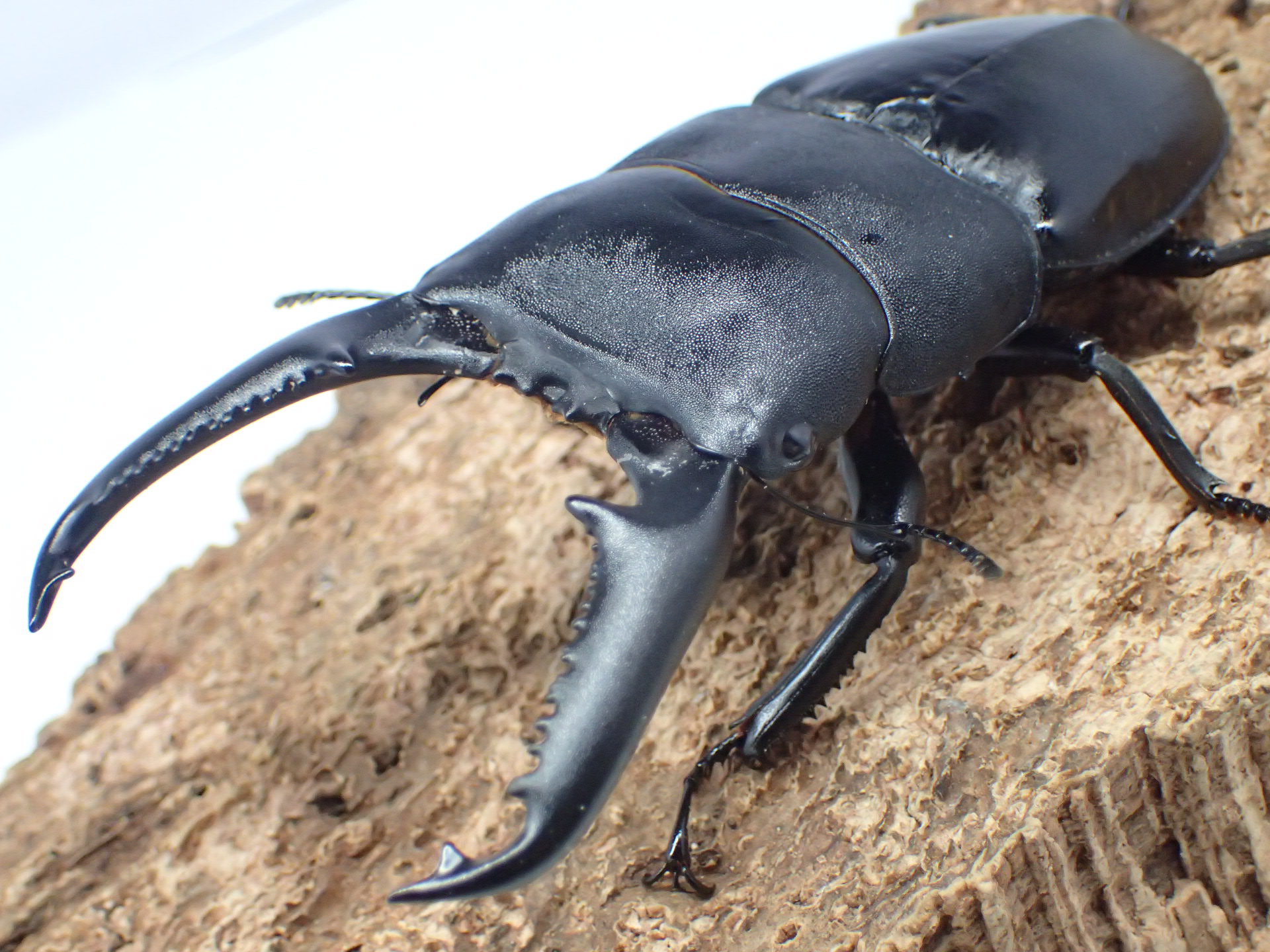 パラワンオオヒラタクワガタ　ペア