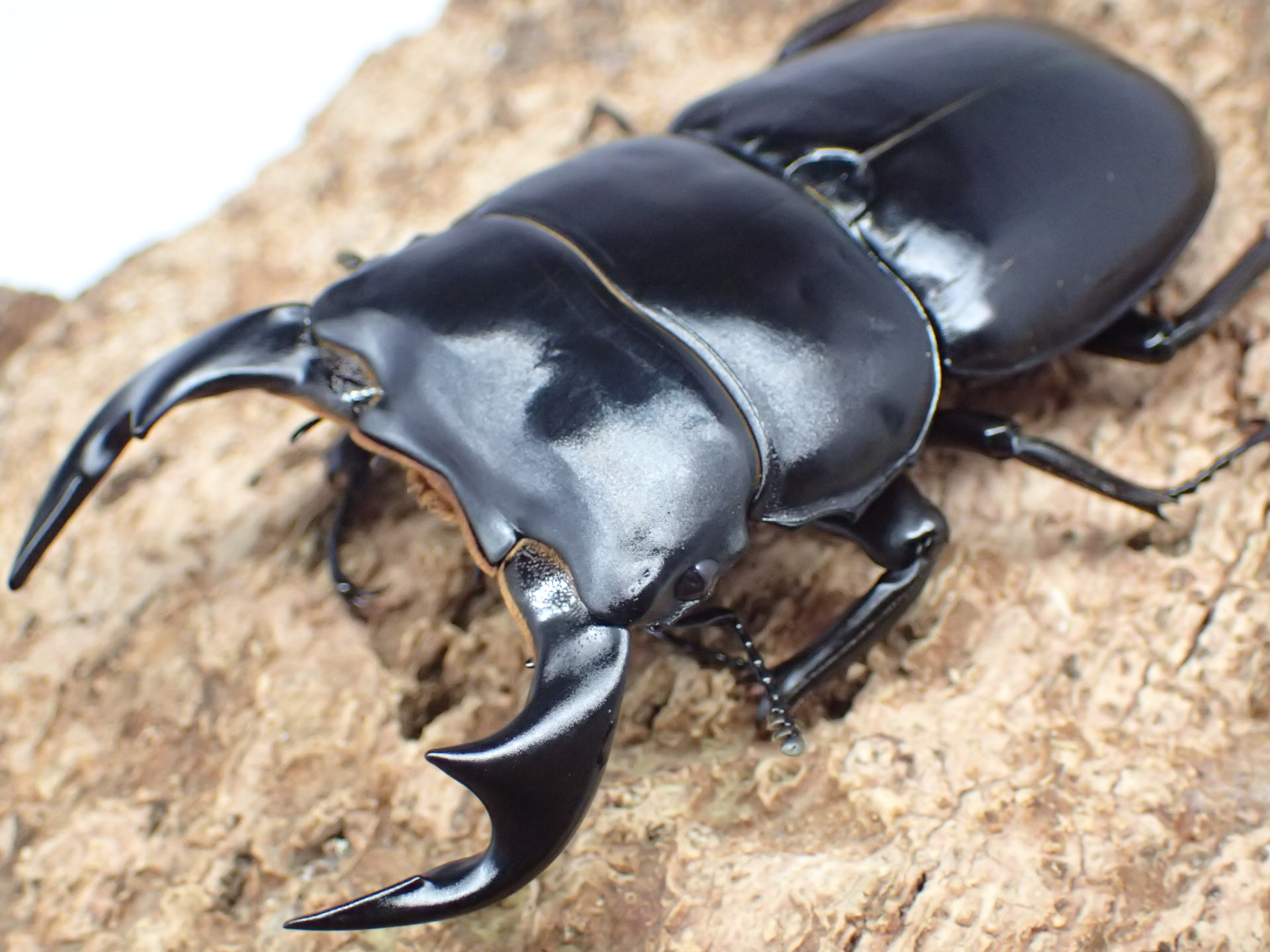 ブータンアンタエウスオオクワガタ　ペア