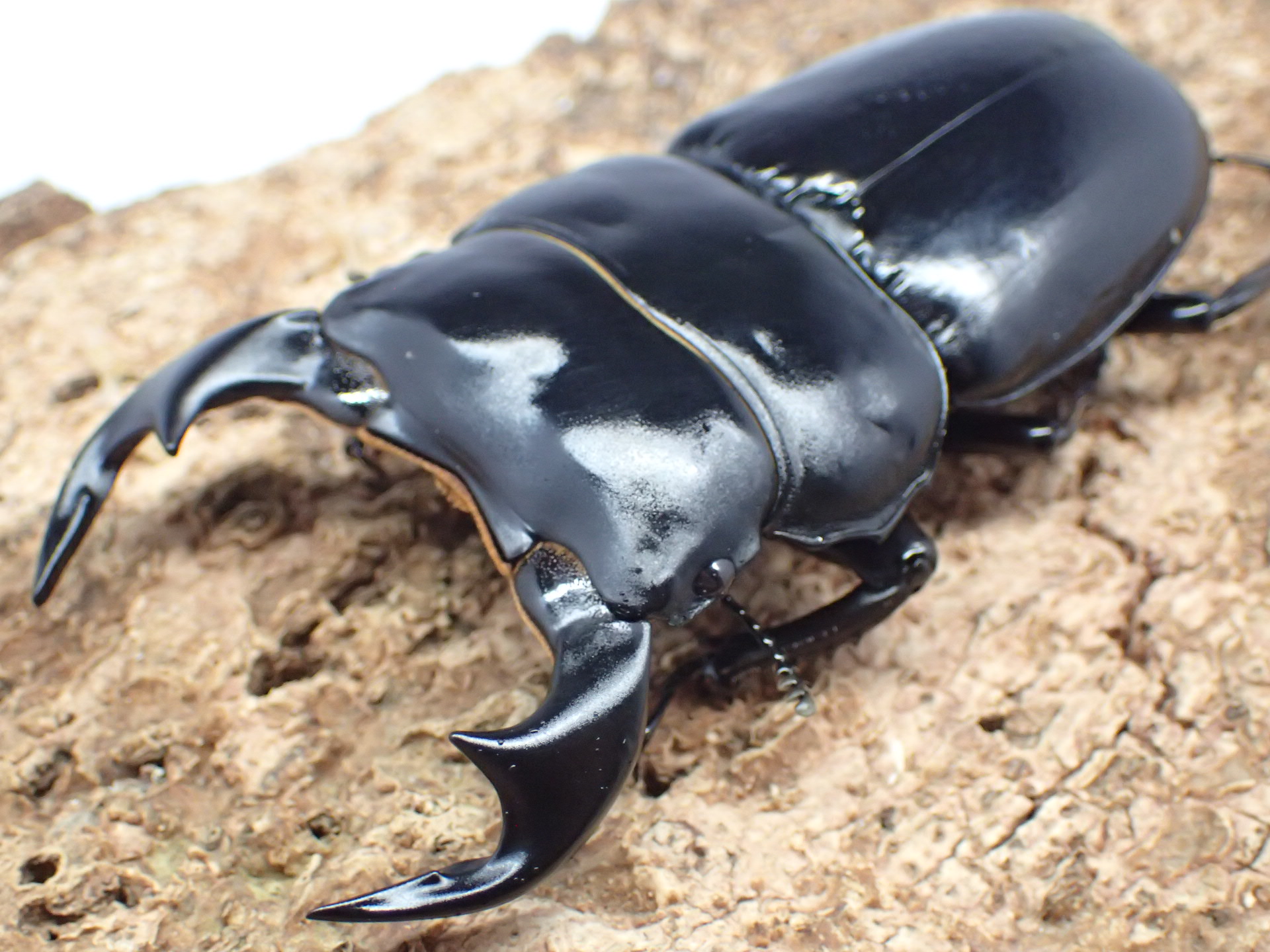 ブータンアンタエウスオオクワガタ　ペア