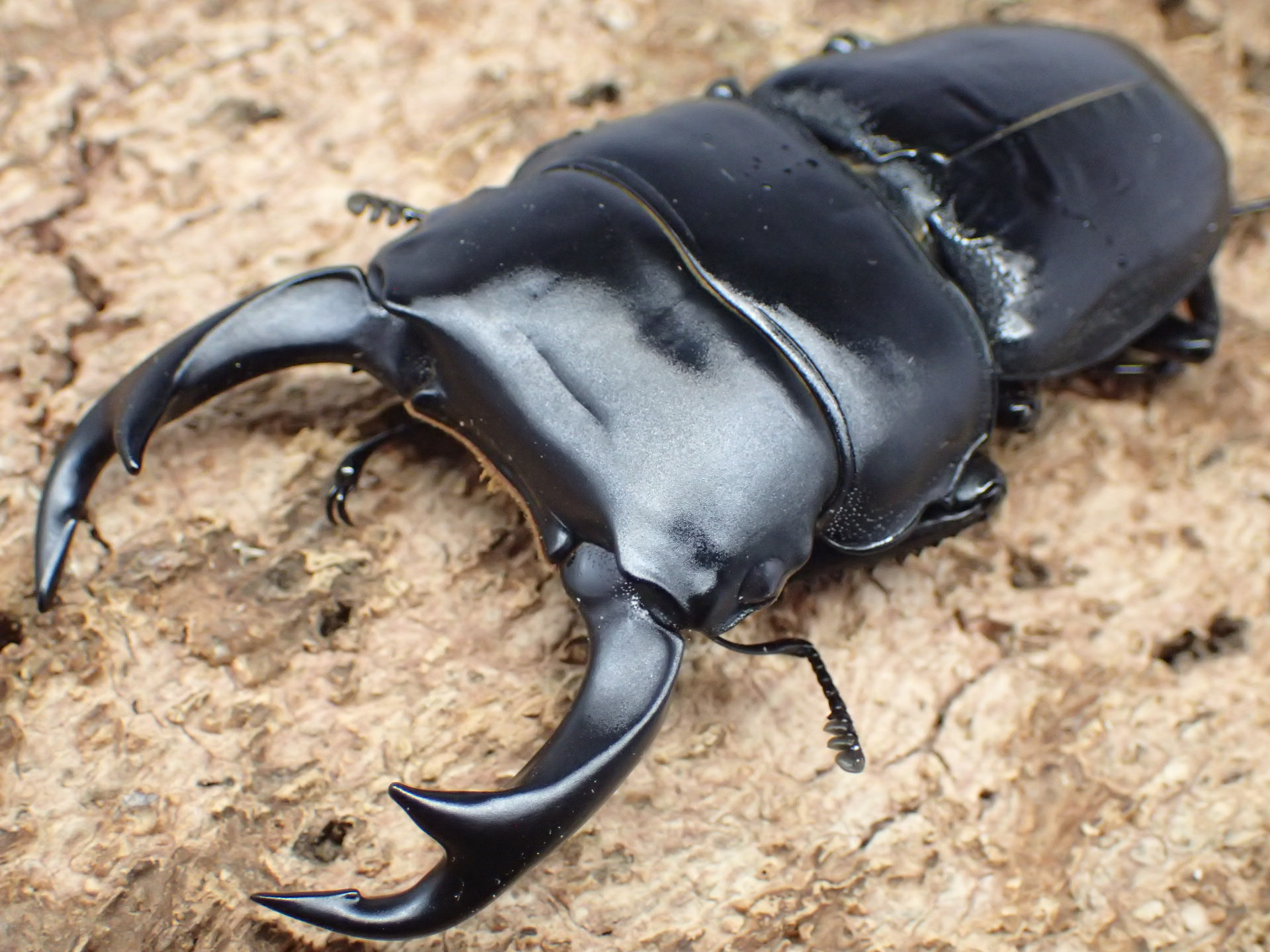 中国クルビデンスオオクワガタ　ペア