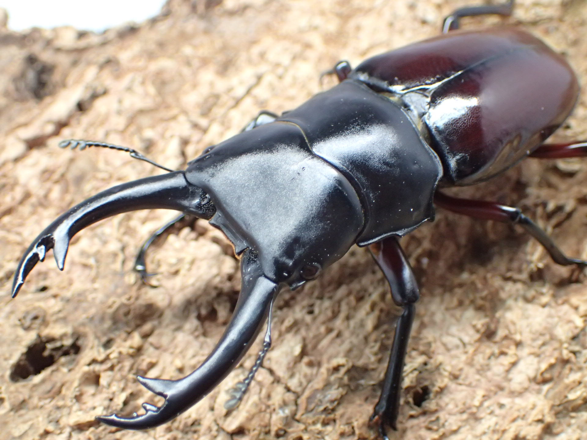 ハイチュヌスコクワガタ　ペア