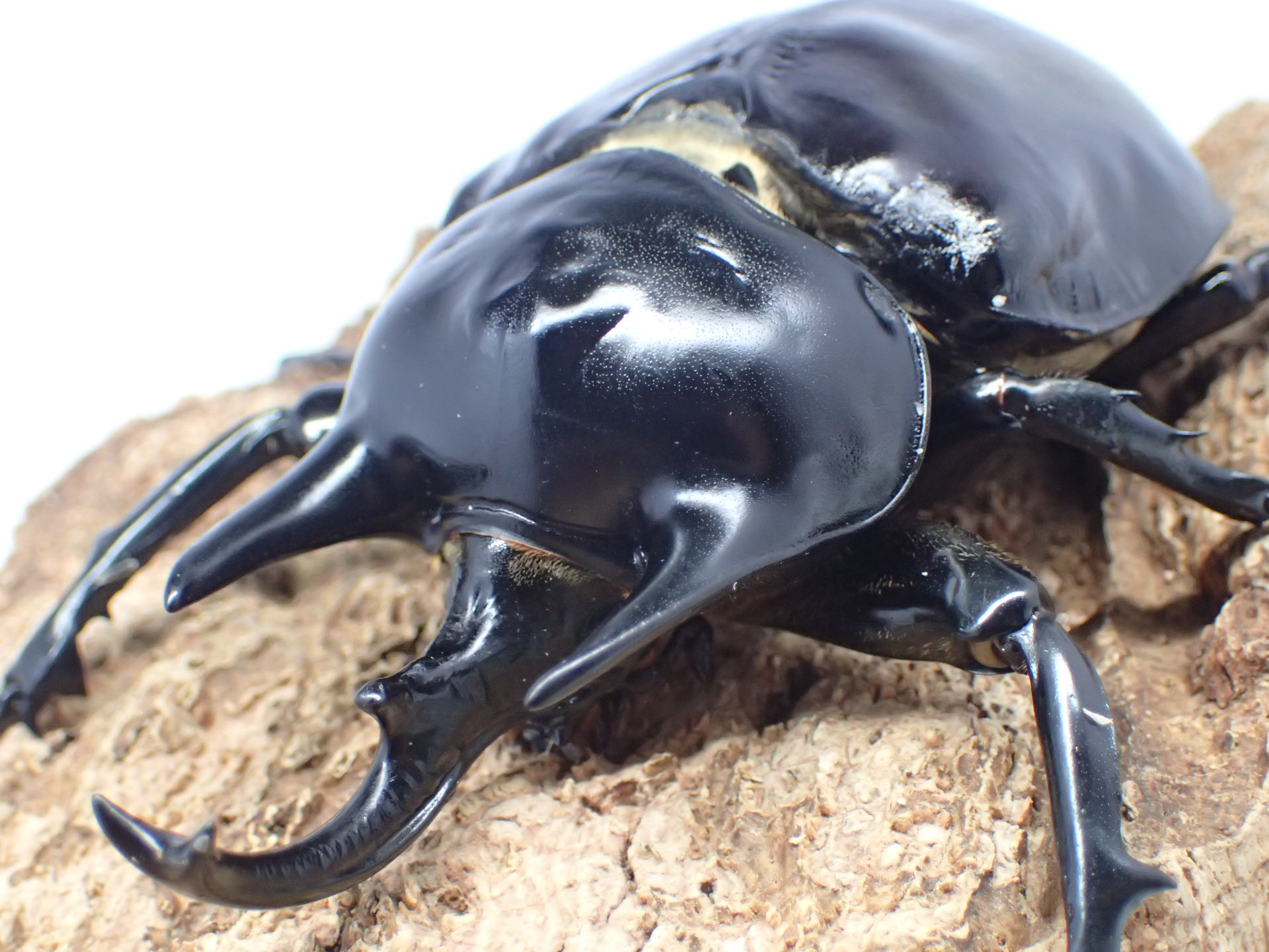 レックスゾウカブト(アクティオンゾウカブト)　ペア