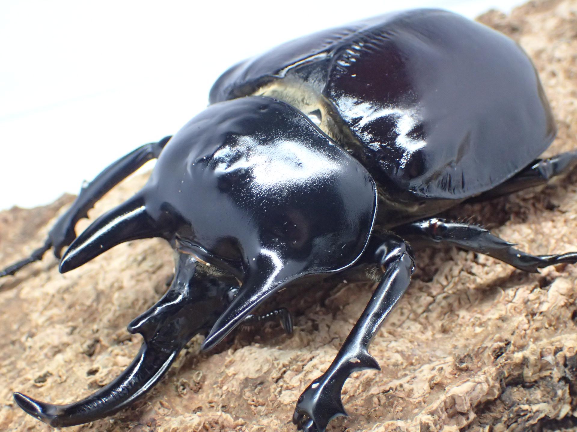 レックスゾウカブト(アクティオンゾウカブト)　ペア