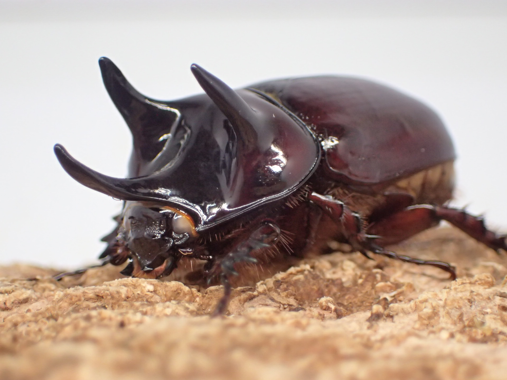 スリナムミツノカブト(ホワイトアイ)　ペア