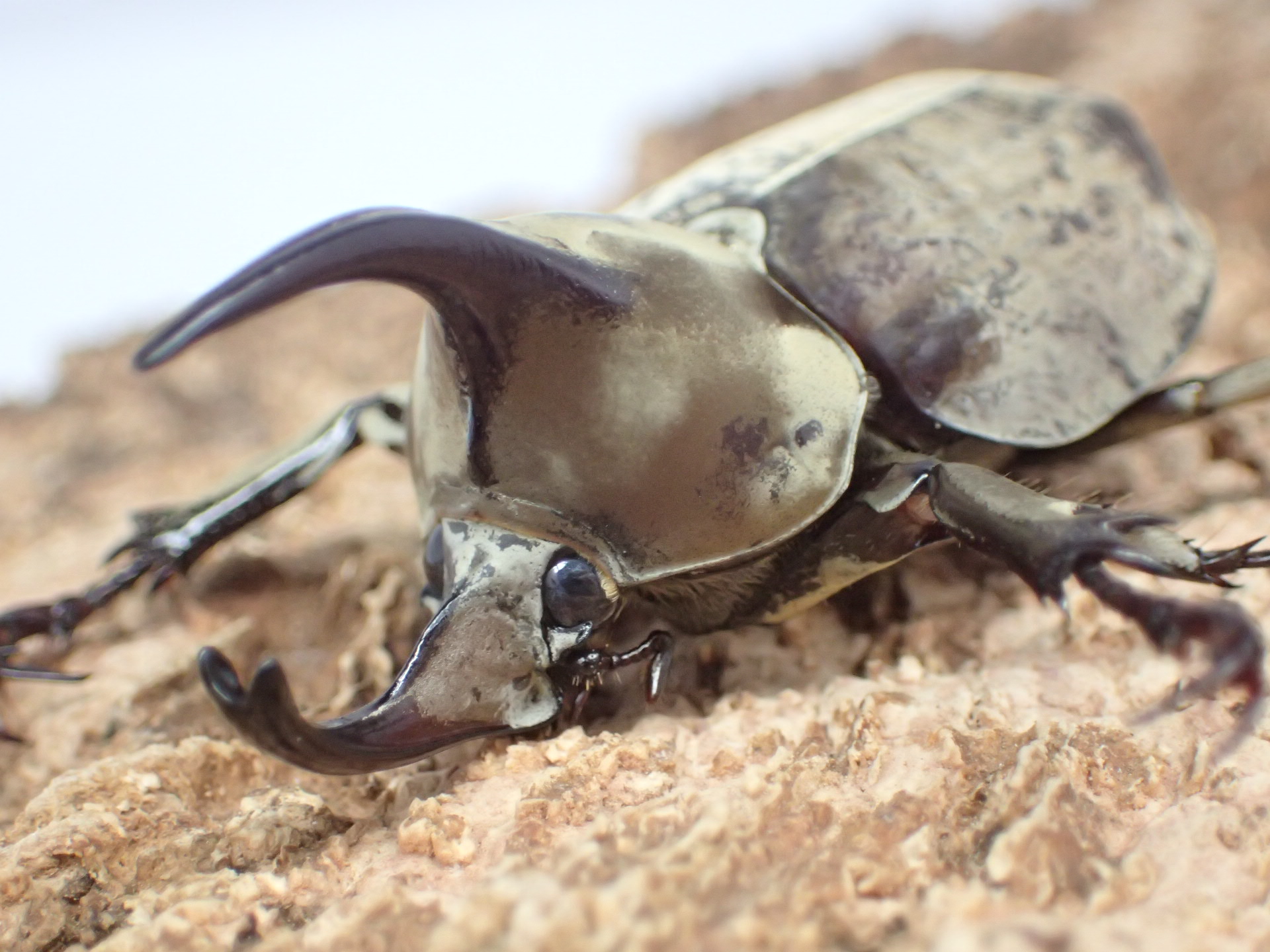 ムニスゼッチビロードヒナカブト(ムニスゼッチコフキカブト)　ペア