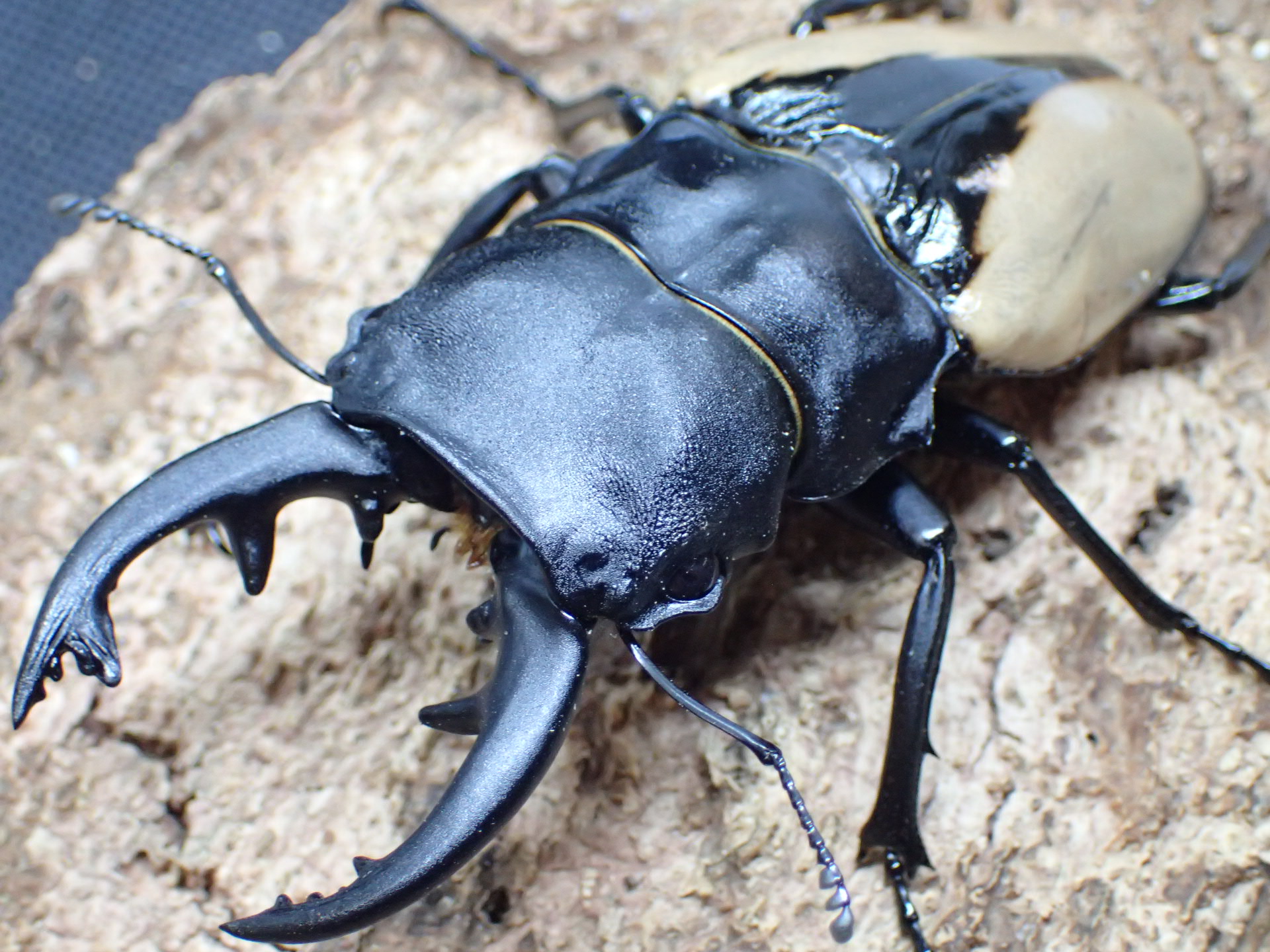 ブルマイスターツヤクワガタ幼虫