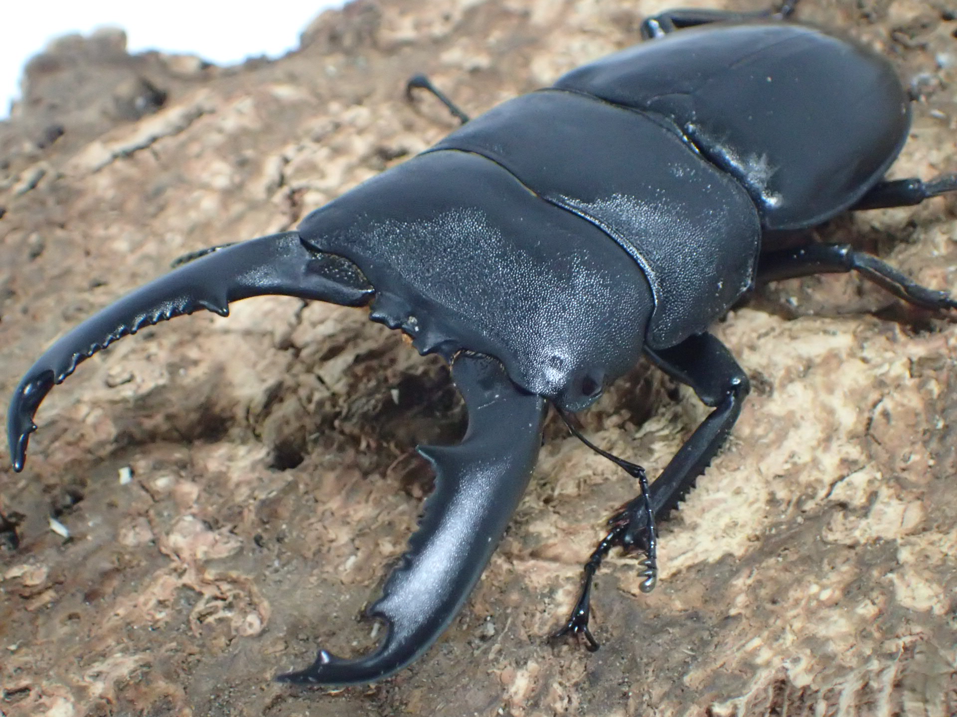 【WD】ミンダナオオオヒラタクワガタ　ペア