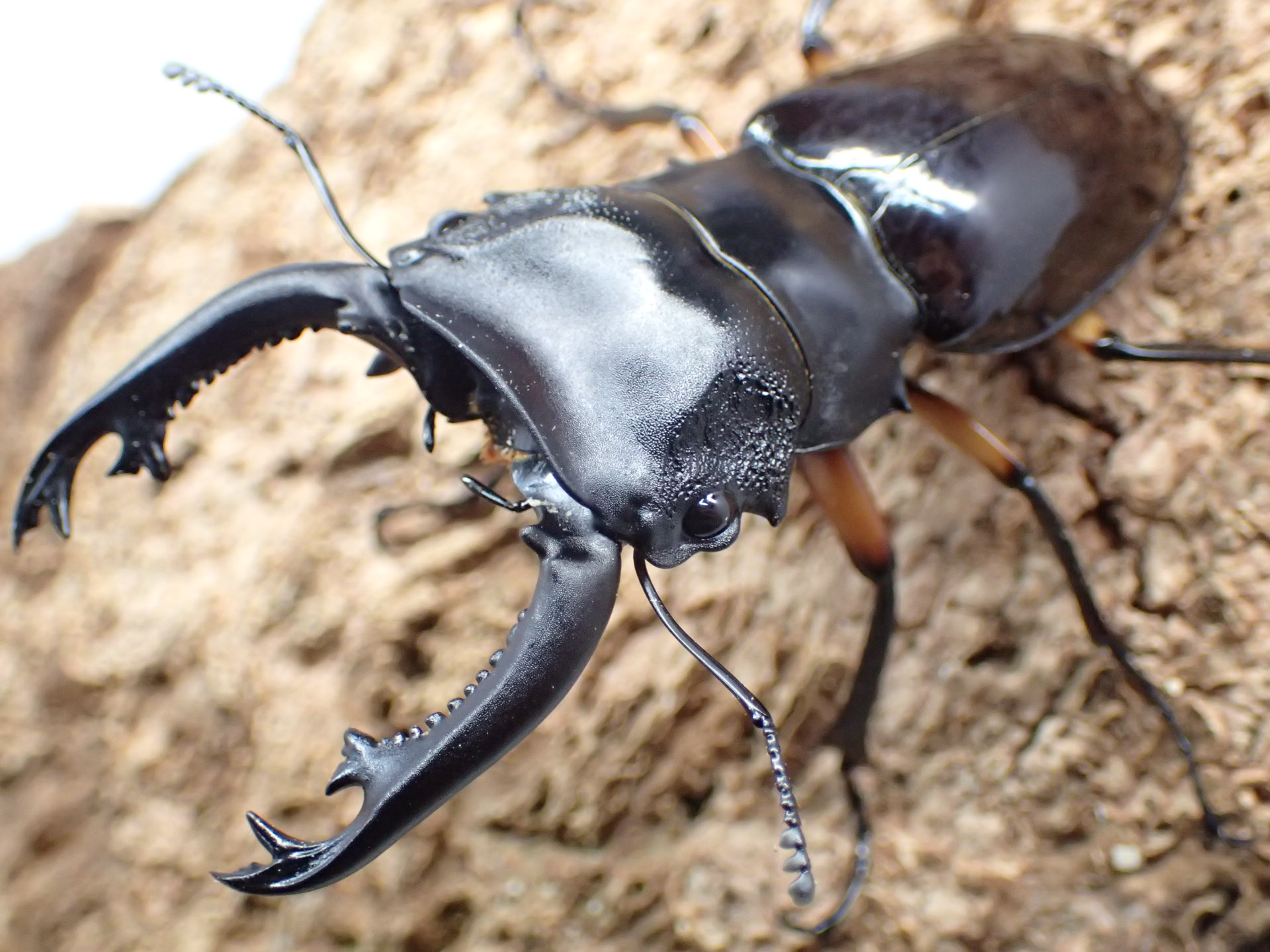 【WD】インぺリアリスツヤクワガタ(komorii)　ペア