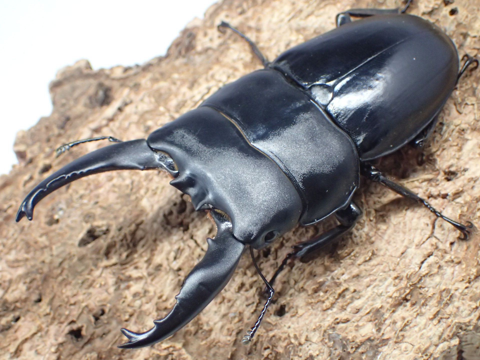 【WD】アルキデスヒラタクワガタ　ペア