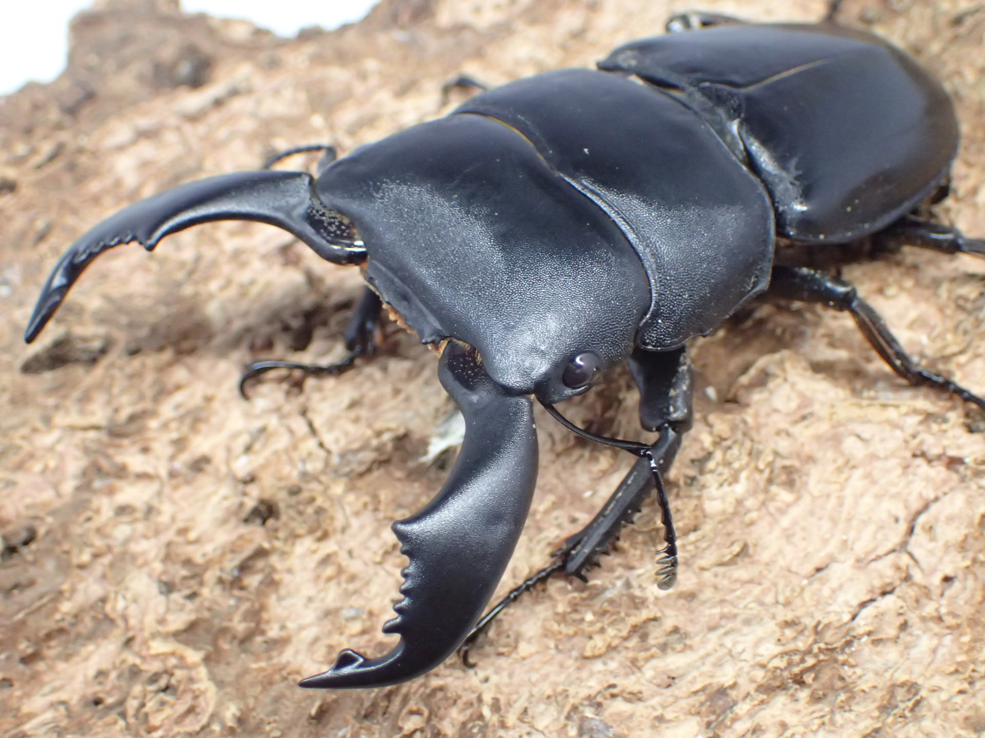 【WD】スマトラオオヒラタクワガタ　ペア