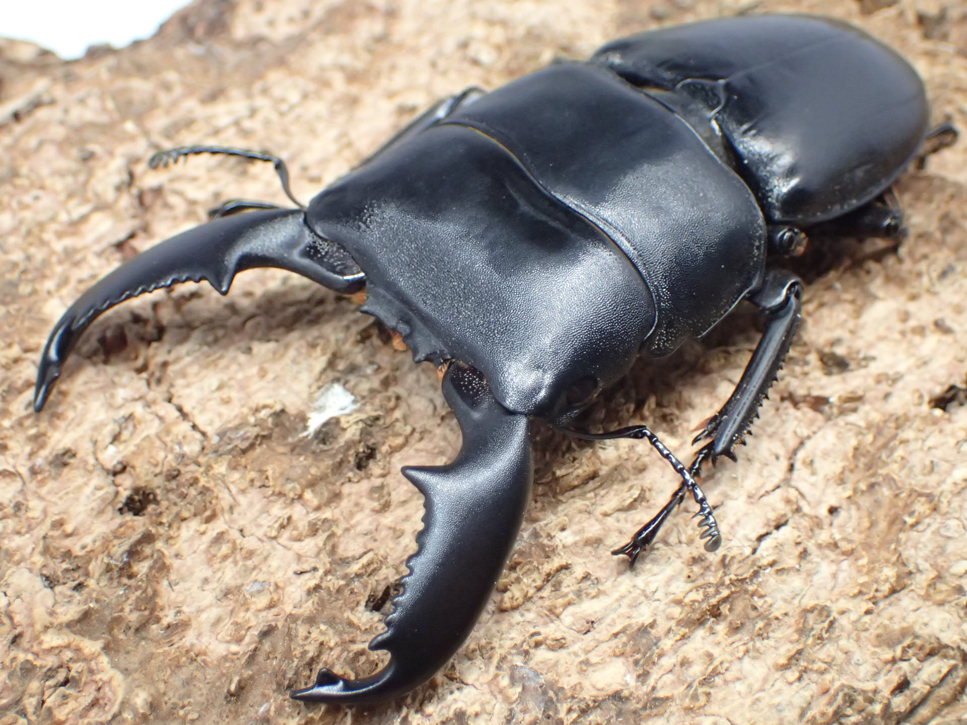 【WD】スマトラオオヒラタクワガタ　ペア