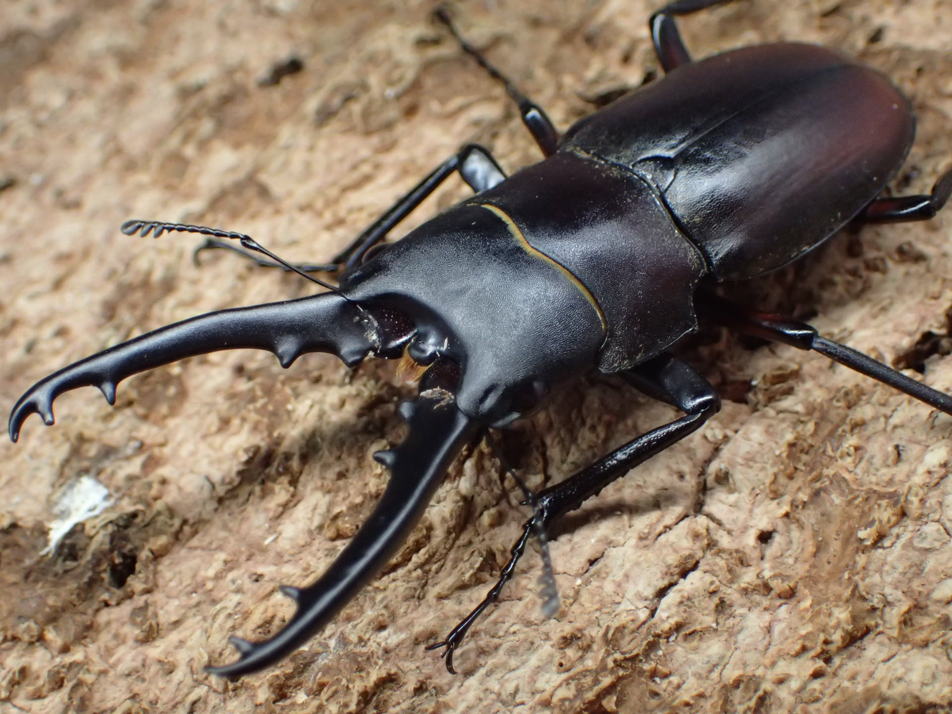 【WD】ドエスブルグノコギリクワガタ(原名亜種)　ペア