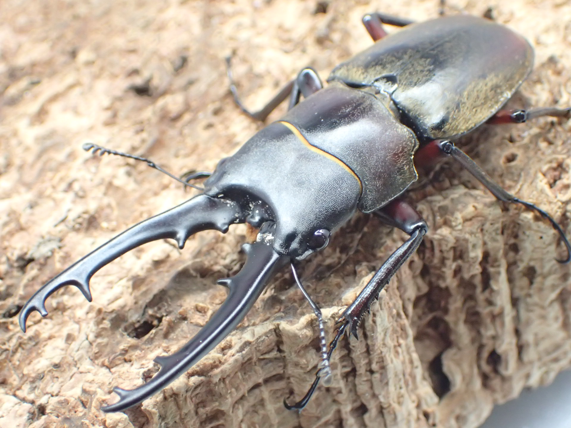 【WD】ドエスブルグノコギリクワガタ(原名亜種)　ペア